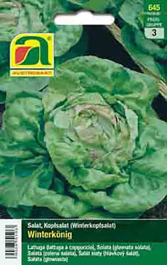 Packung mit Saatgut für Kopfsalat 'Winterkönig' (Winterkopfsalat). Auf der Verpackung ist ein grüner, kompakter Salatkopf zu sehen.