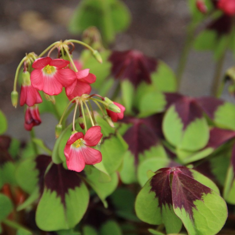 50123_Oxalis deppei Iron Cross Nahaufnahme rosa Sauerklee-Blüten mit hellgrünen Blättern und dunklem purpurnem Blattzentrum