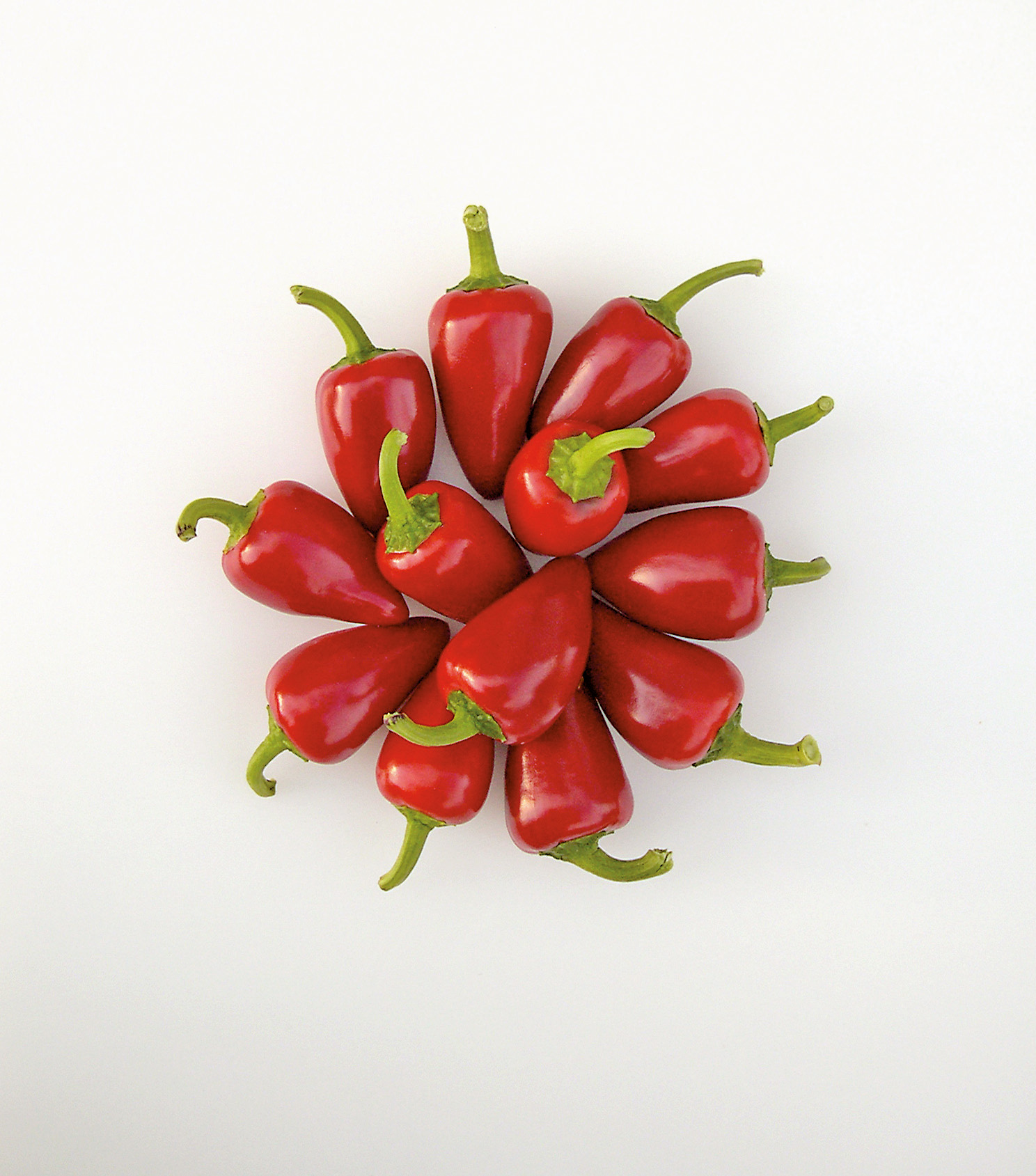 Nahaufnahme mehrerer frischer roter Chilischoten mit grünen Stielen, sternförmig zu einer Blüte arrangiert auf weißem Hintergrund