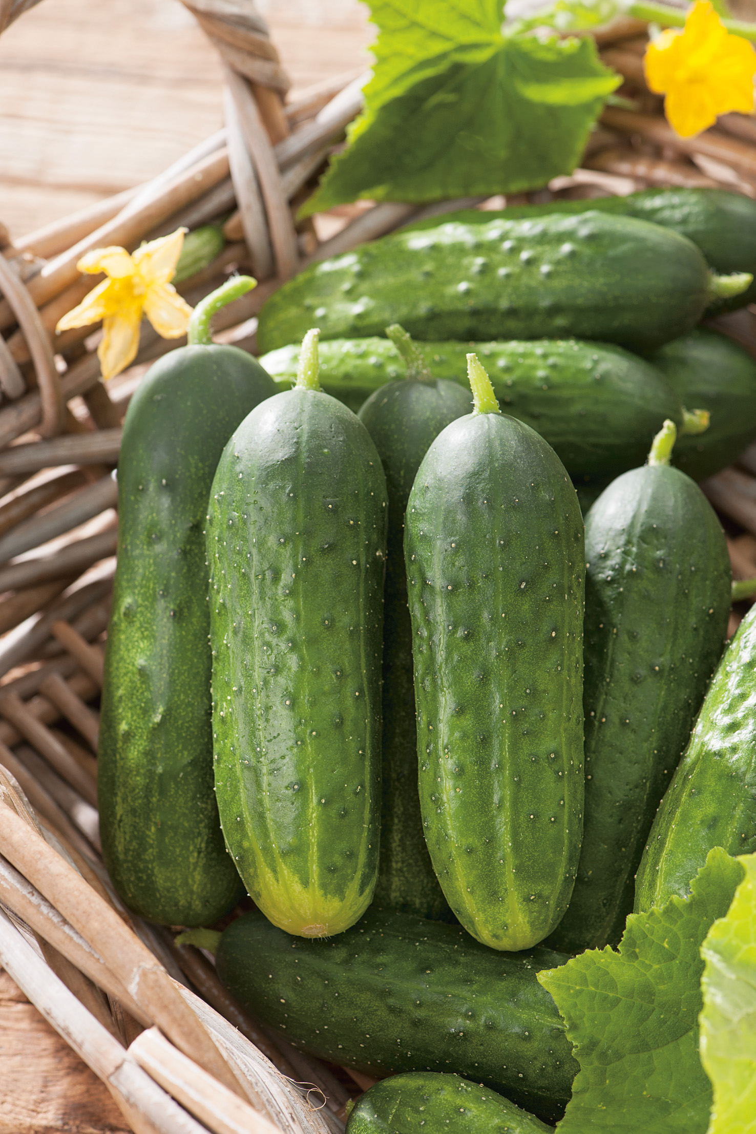 Nahaufnahme von frischen, kleinen Einlegegurken in einem Weidenkorb mit Blatt und gelber Blüte