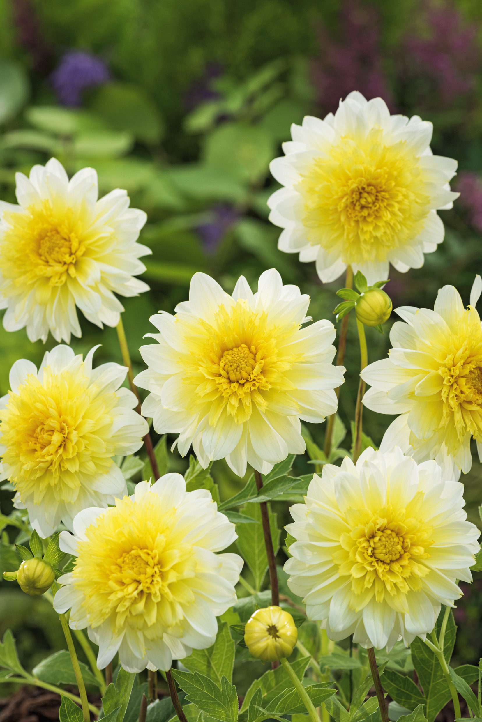 Anemonenblütige Dahlie Paso Doble im Garten mit cremeweißen Blütenblättern und leuchtend gelber Blütenmitte, ideal für sommerliche Schnittblumen und sonnige Sträuße