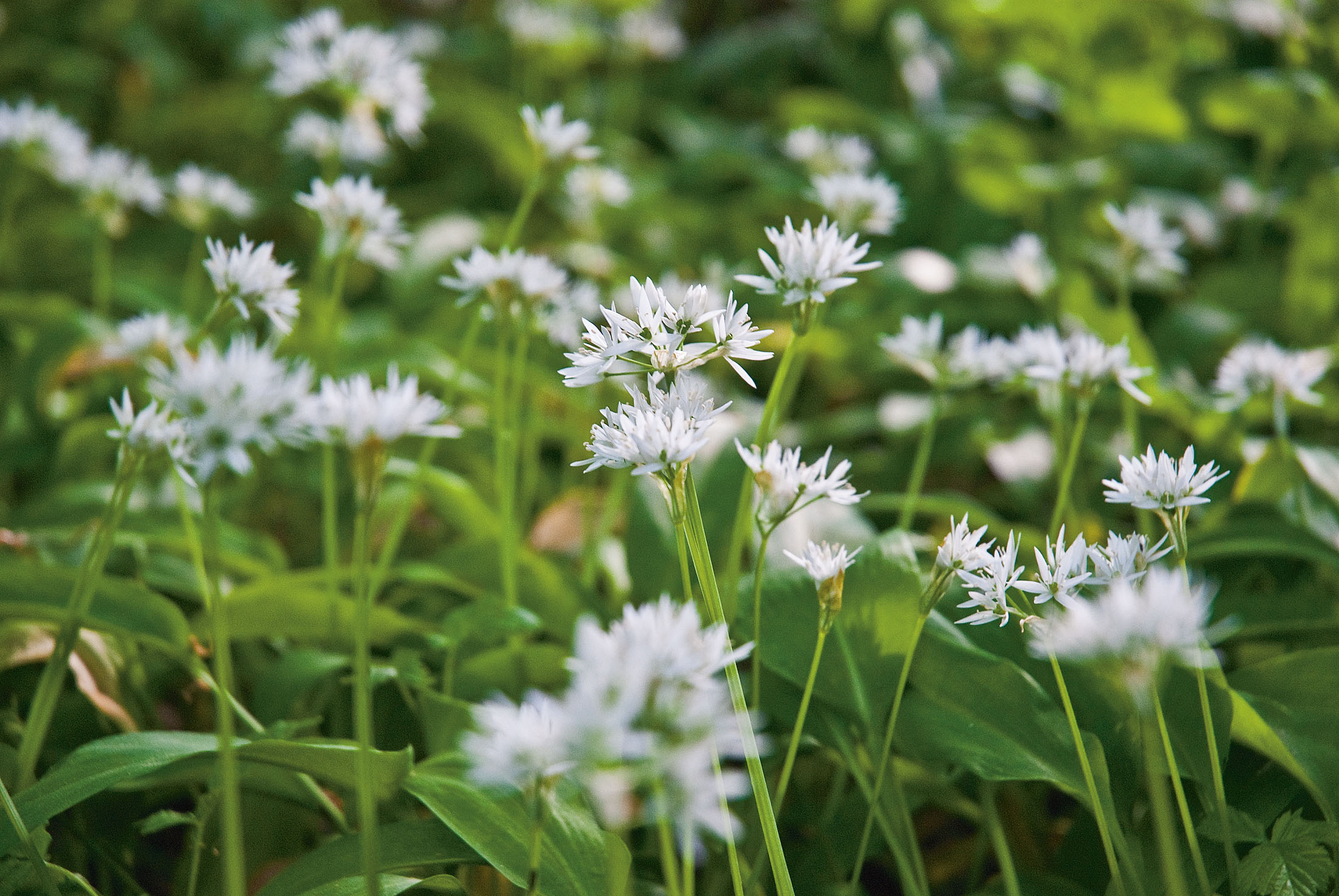 Allium ursinum ssp. ursinum (Bärlauch)