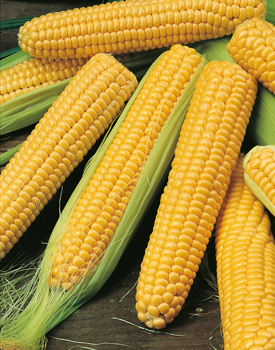 Mehrere goldgelbe Maiskolben des Bio-Zuckermaises Golden Bantam mit süßen Körnern, ideal zum Kochen, Grillen und Einfrieren.