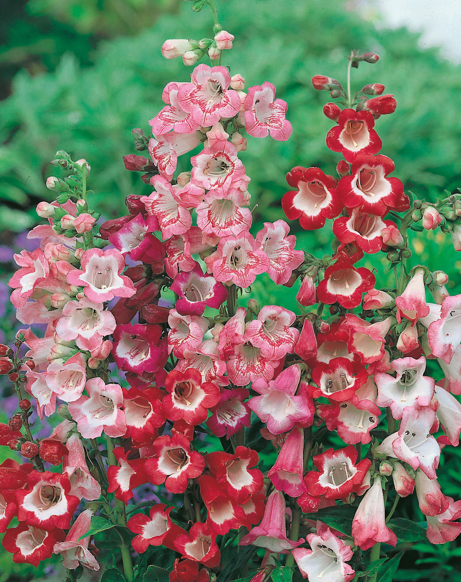 Nahaufnahme bunter Penstemon (Bartfaden) mit rosa und rot-weißen glockenförmigen Blütenrispen vor grünem Blattwerk