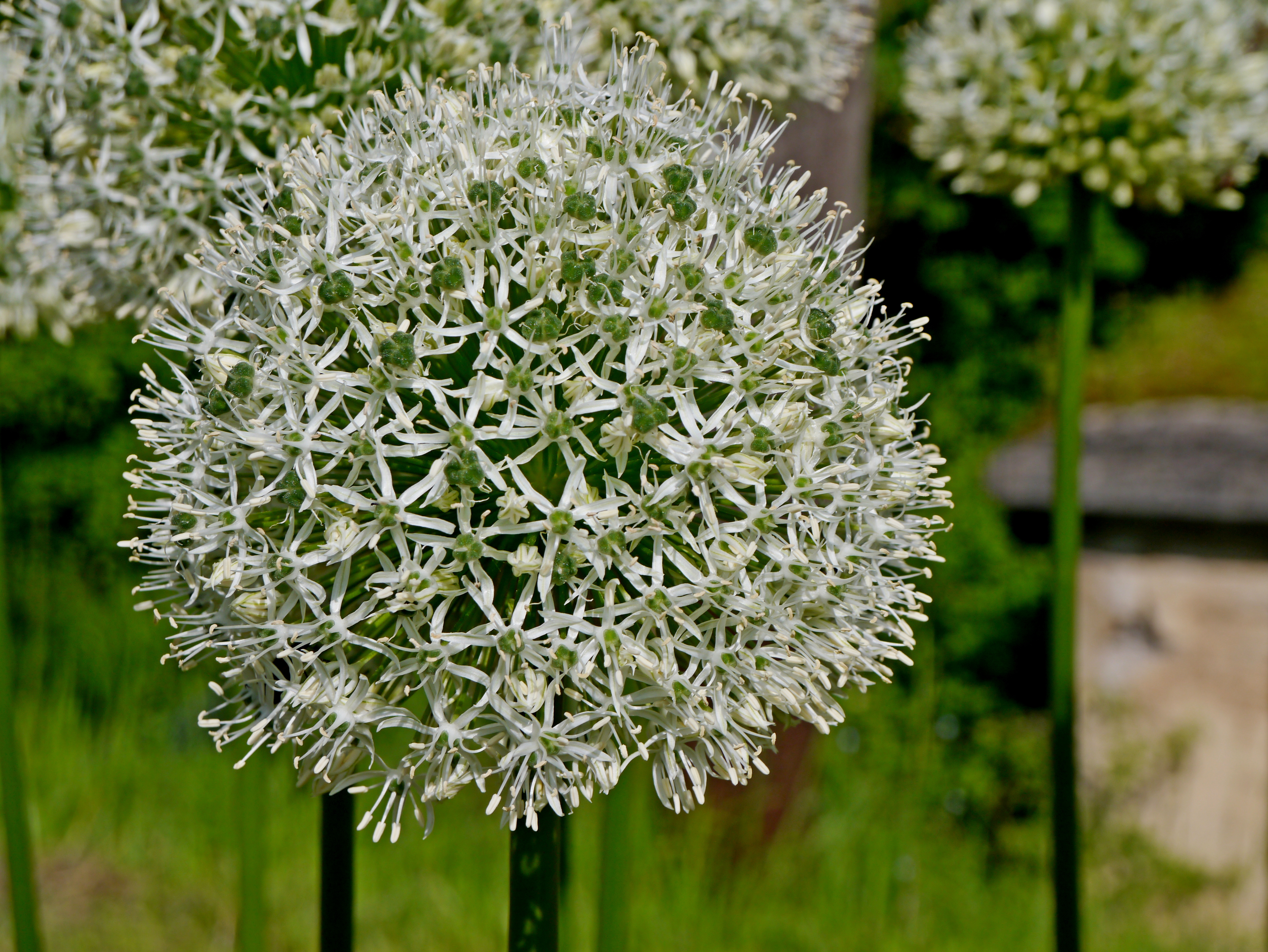 56041_Allium Mount Everest Nahaufnahme einer weißen Zierlauch-Kugel (Allium) mit zahlreichen kleinen sternförmigen Blüten und grünem Stängel vor unscharfem Gartenhintergrund