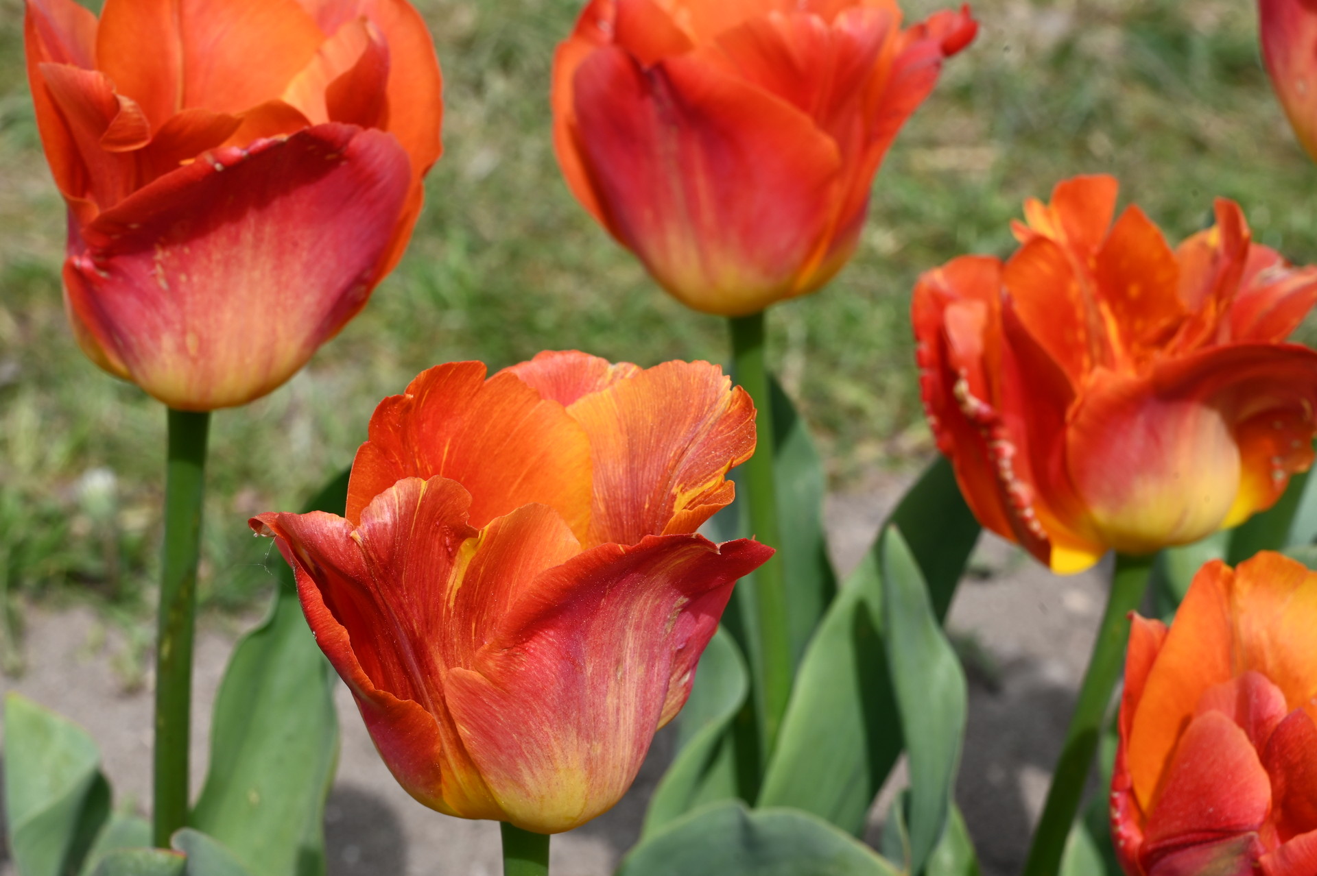 Triumph-Tulpen Color Charm