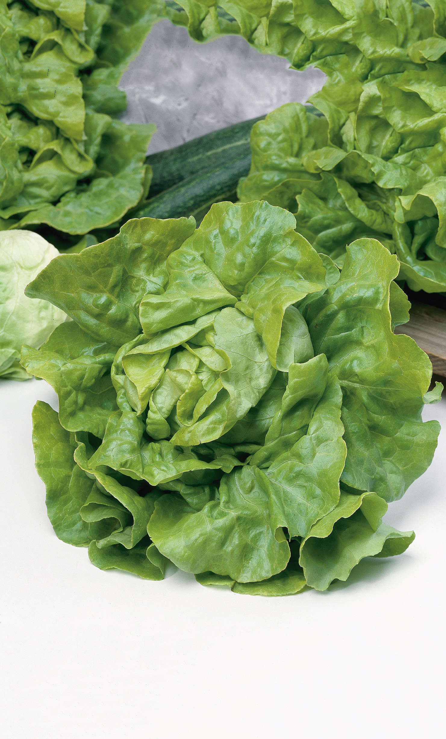 Frischer grüner Kopfsalat der Butterhead-Sorte mit glänzenden, locker geschichteten Blättern auf hellem Hintergrund