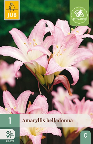 Garten-Amaryllis Belladonna