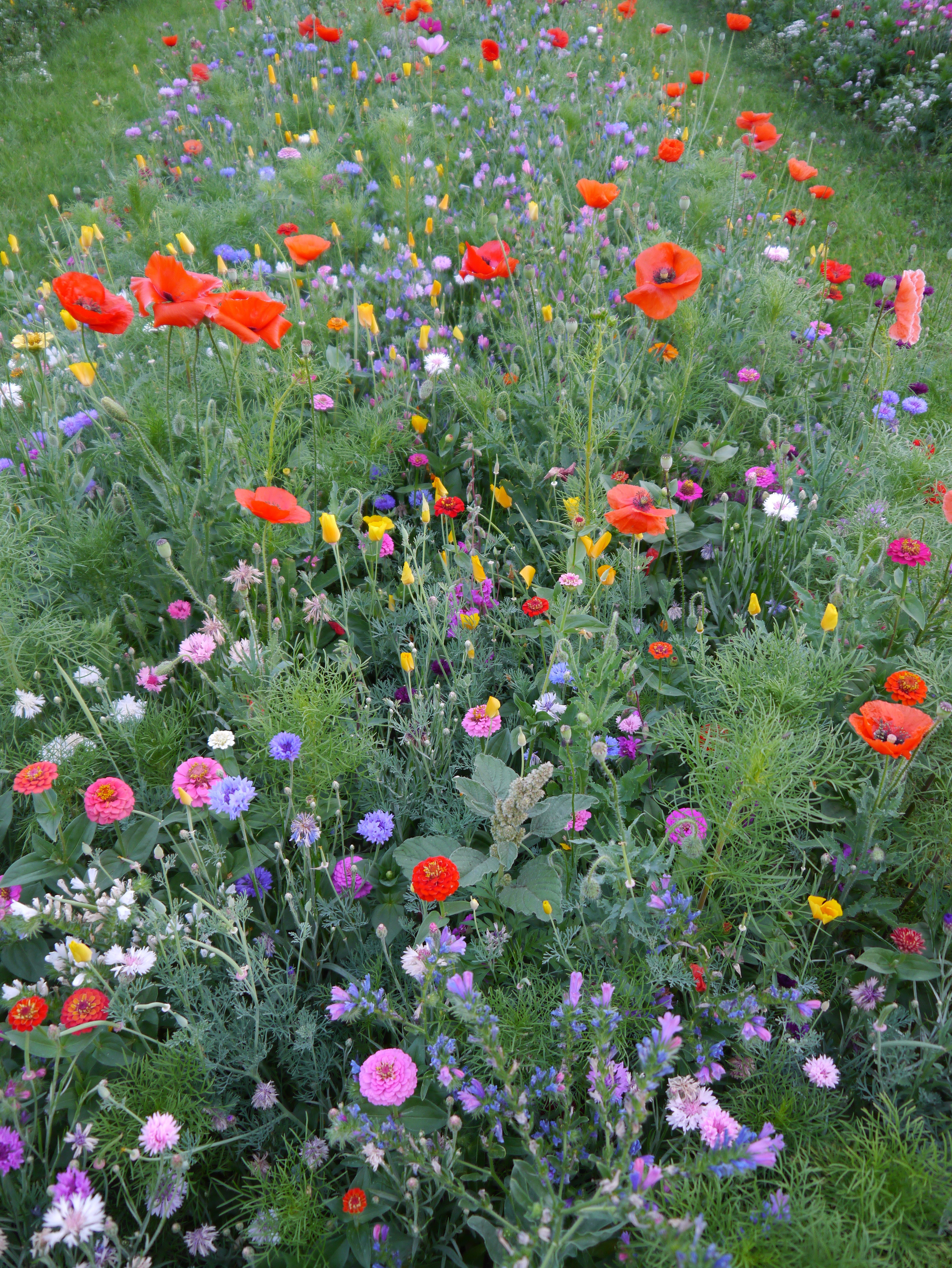 Bunte Wildblumenwiese mit roten Mohnblüten, gelben Knospen und zahlreichen rosa, lila und blauen Sommerblumen in dichter, natürlicher Pflanzung