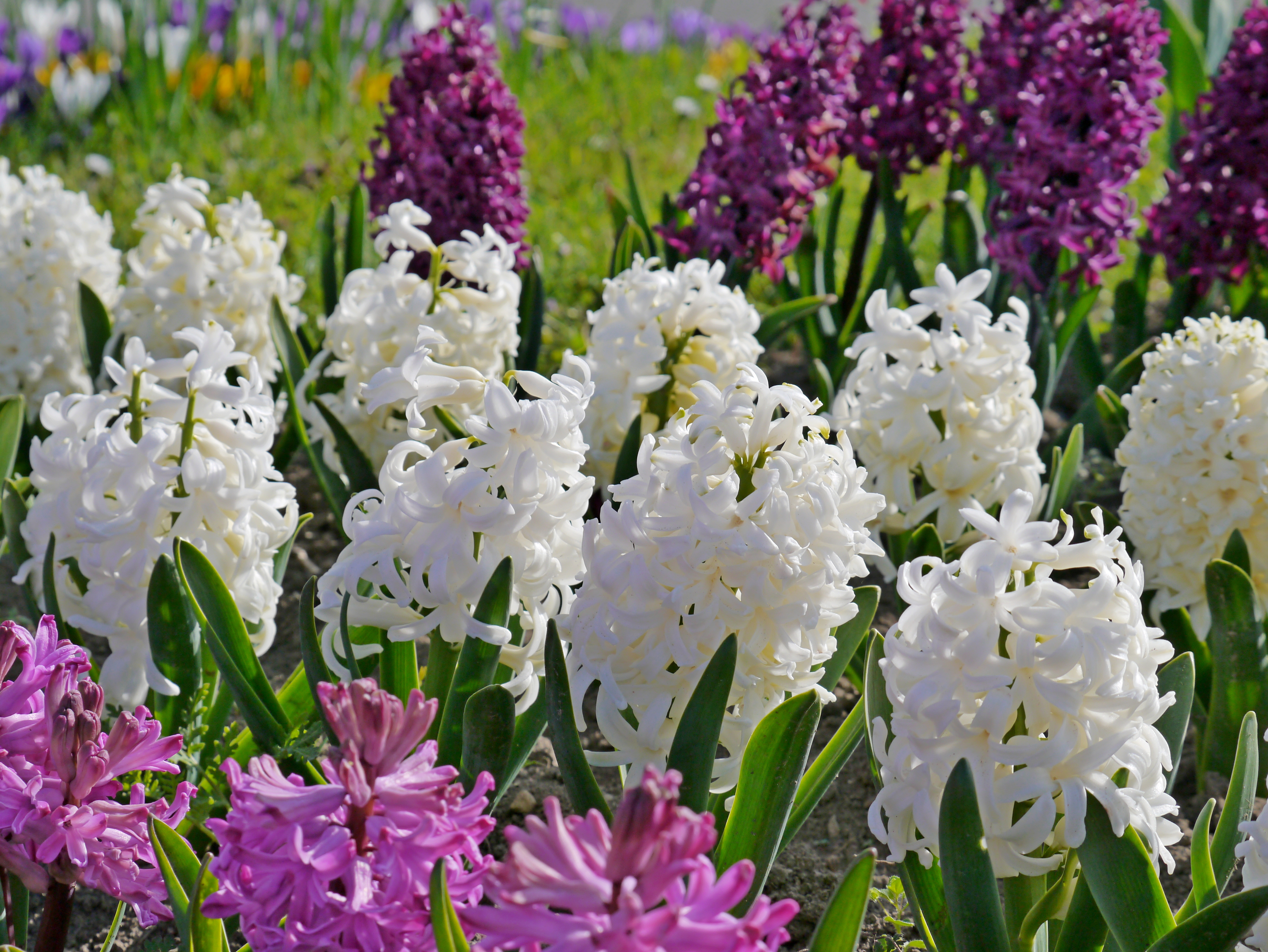 Nahaufnahme von blühenden weißen und violetten Hyazinthen im Gartenbeet