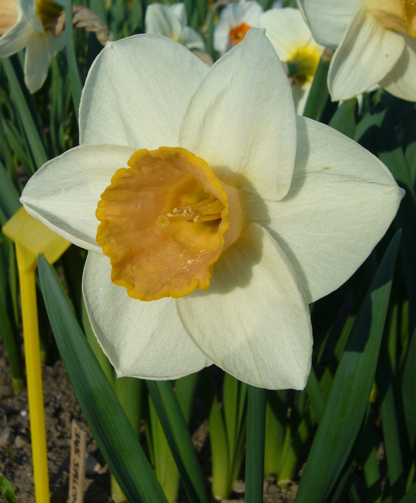 Nahaufnahme einer weißen Narzissenblüte mit gelber Trompetenmitte, sichtbarem Stempel und grünen Blättern, weitere Narzissen im Hintergrund