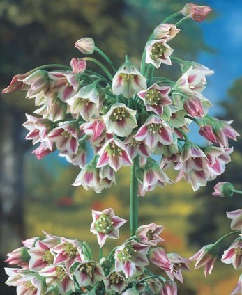 Blütenstand einer Pflanze mit rosa und weißen Glockenblumen vor einem malerischen Hintergrund