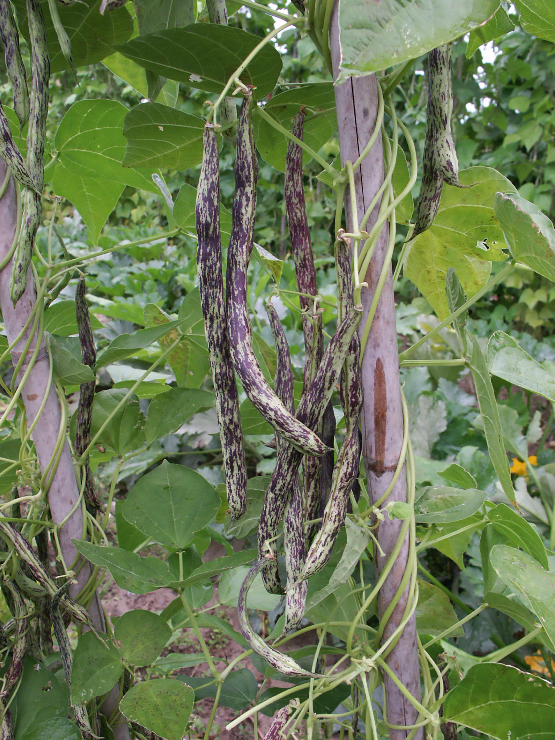 Nahaufnahme von Stangenbohnen mit langen, violett-grün gestreiften Hülsen, die an einer Holzstange emporranken, umgeben von grünen Blättern im Garten.