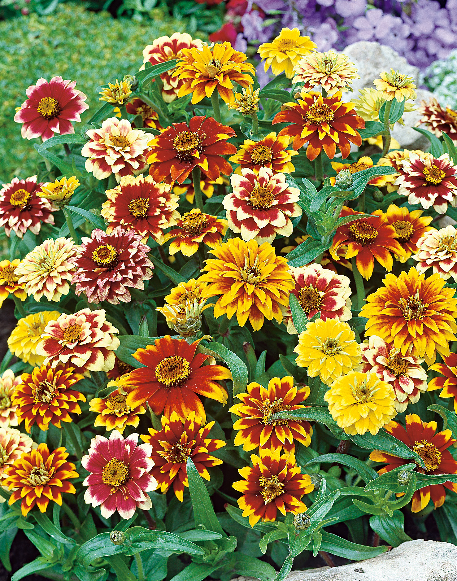 Nahaufnahme bunter Zinnien mit roten, gelben und cremefarbenen Blüten in dichter Blütenpracht im Garten