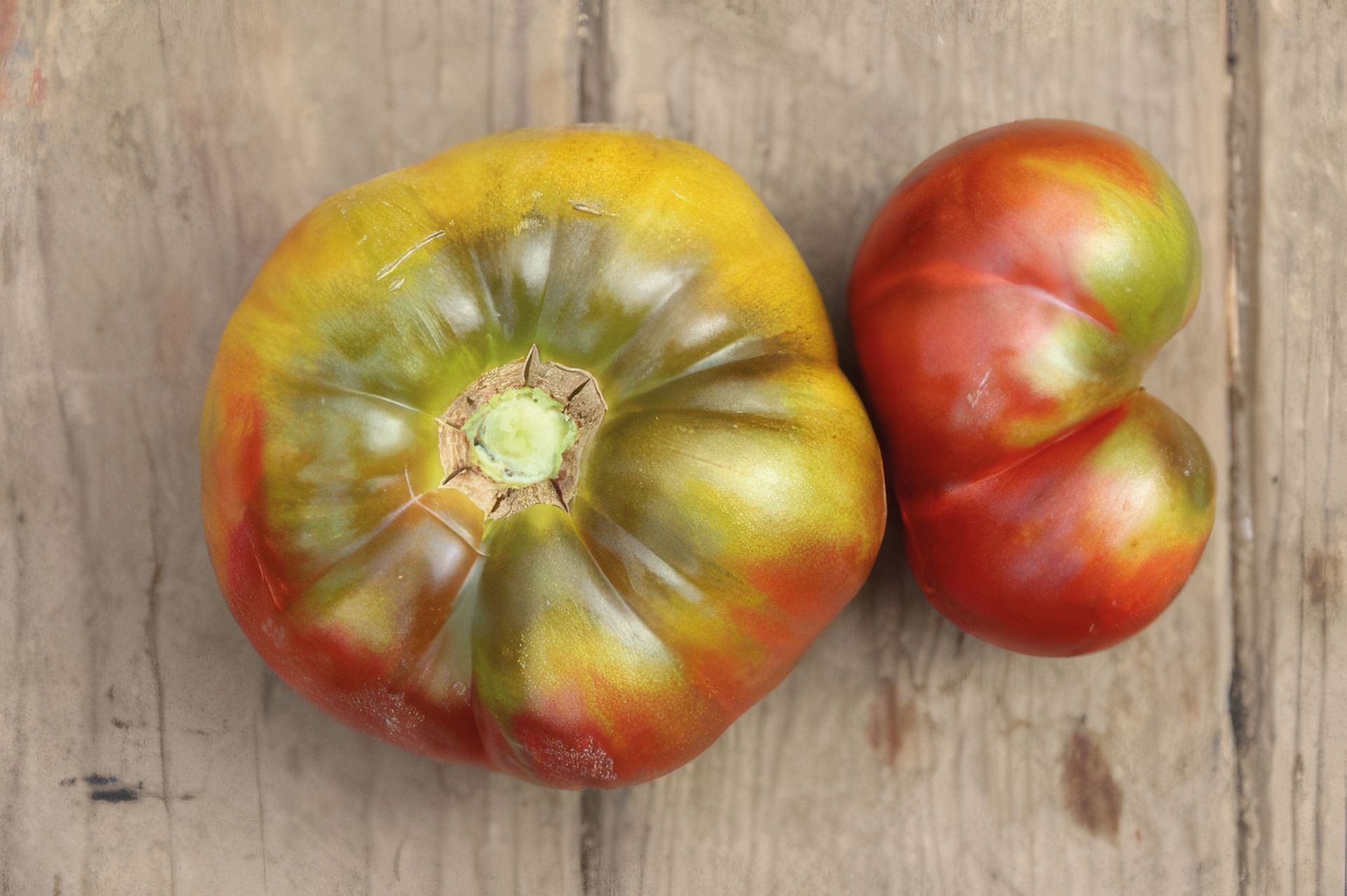 Fleischtomate Cherokee Purple