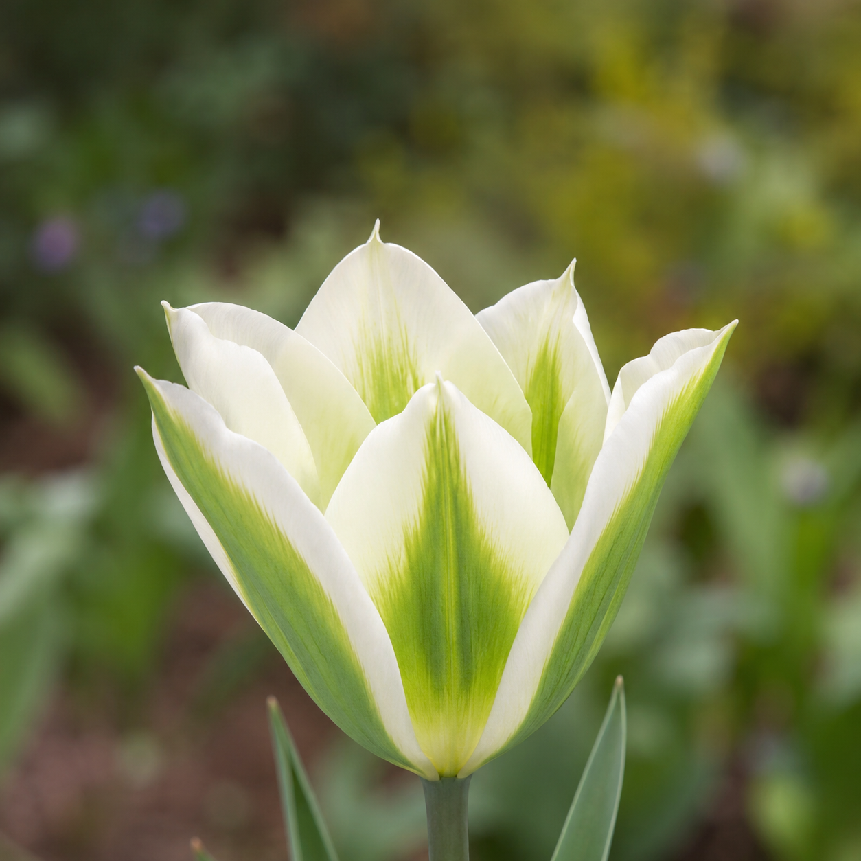 Viridiflora-Tulpen Spring Green
