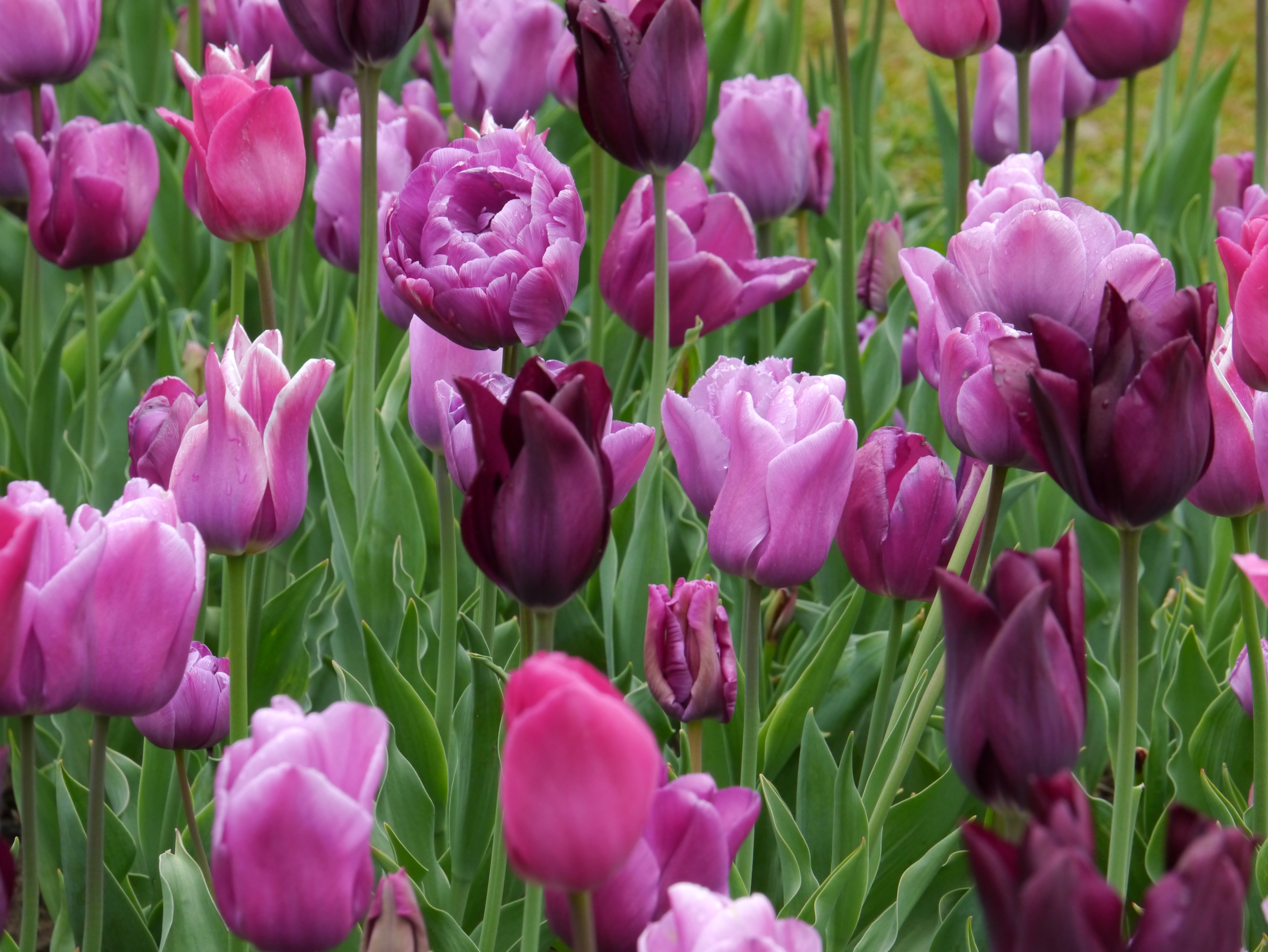 51061_Töne in Blau-Violett Nahaufnahme von lila und rosa Tulpen in einem Blumenbeet mit grünen Blättern und vereinzelten Tautropfen