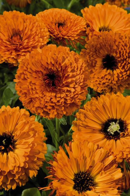 Nahaufnahme mehrerer satt orangefarbener Ringelblumen (Calendula) mit dicht gefüllten, pomponartigen Blütenköpfen vor grünem Blattwerk