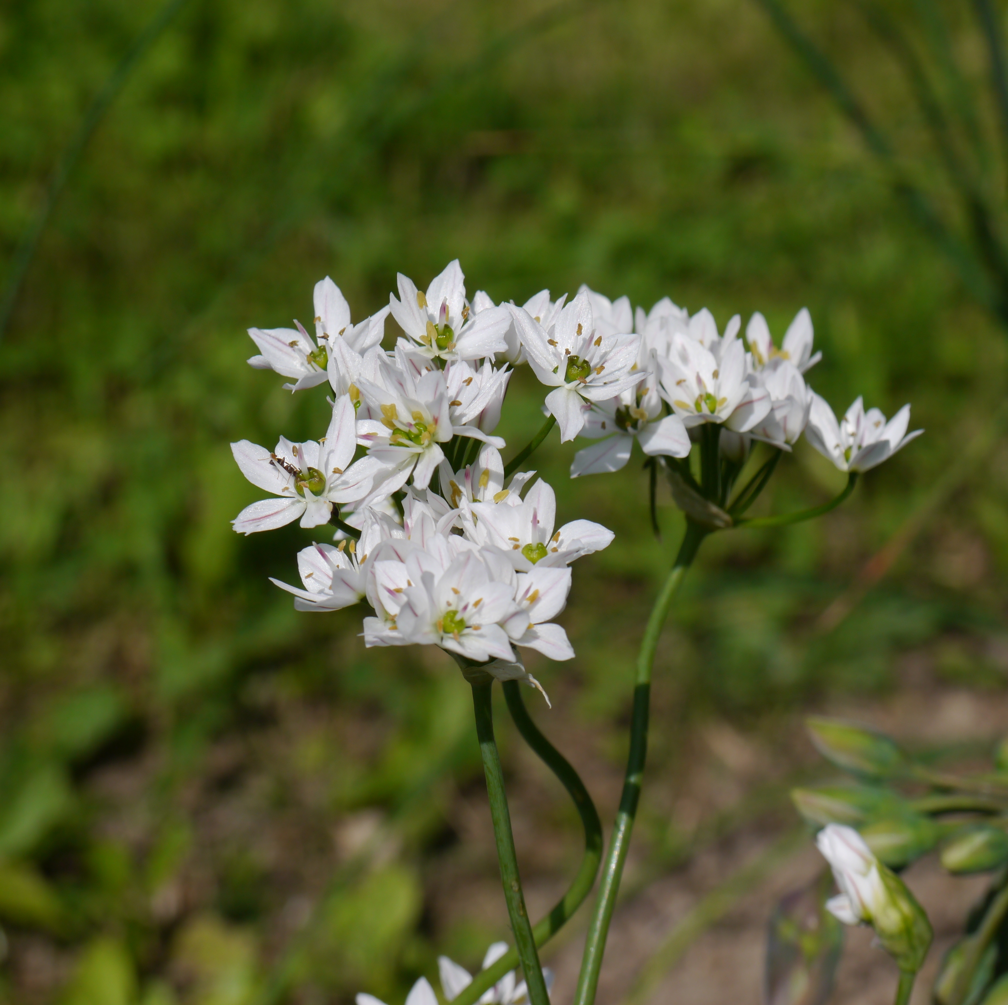 56043_Allium neapolitanum Nahaufnahme einer weißen Allium-Dolde mit mehreren kleinen sternförmigen Blüten auf dünnen grünen Stielen vor unscharfem grünem Hintergrund