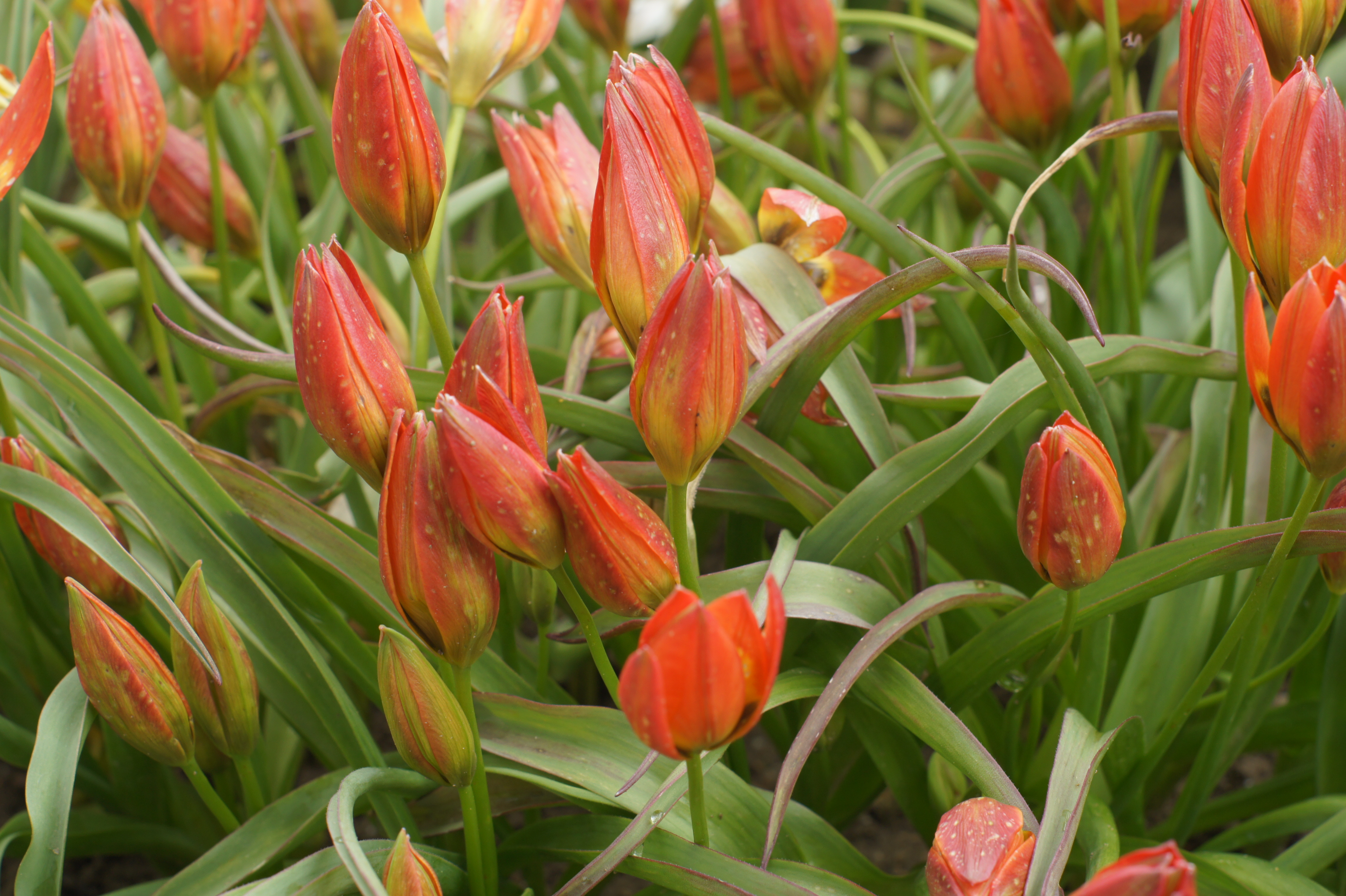 Nahaufnahme roter Tulpen mit grünen Blättern, überwiegend geschlossene Knospen im Blumenbeet
