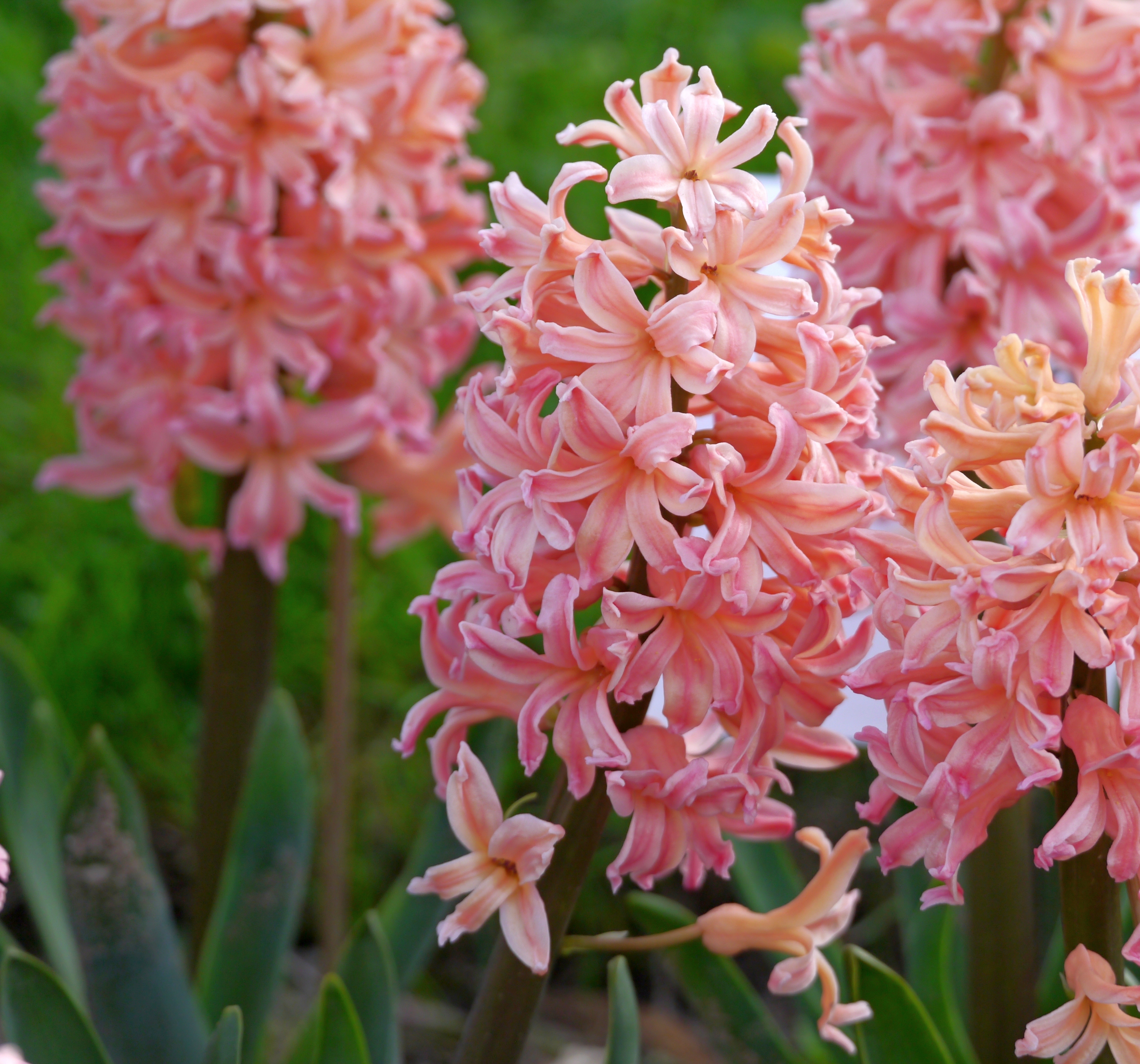 Nahaufnahme von rosa Hyazinthen mit dichten Blütentrauben und grünen Blättern im Hintergrund