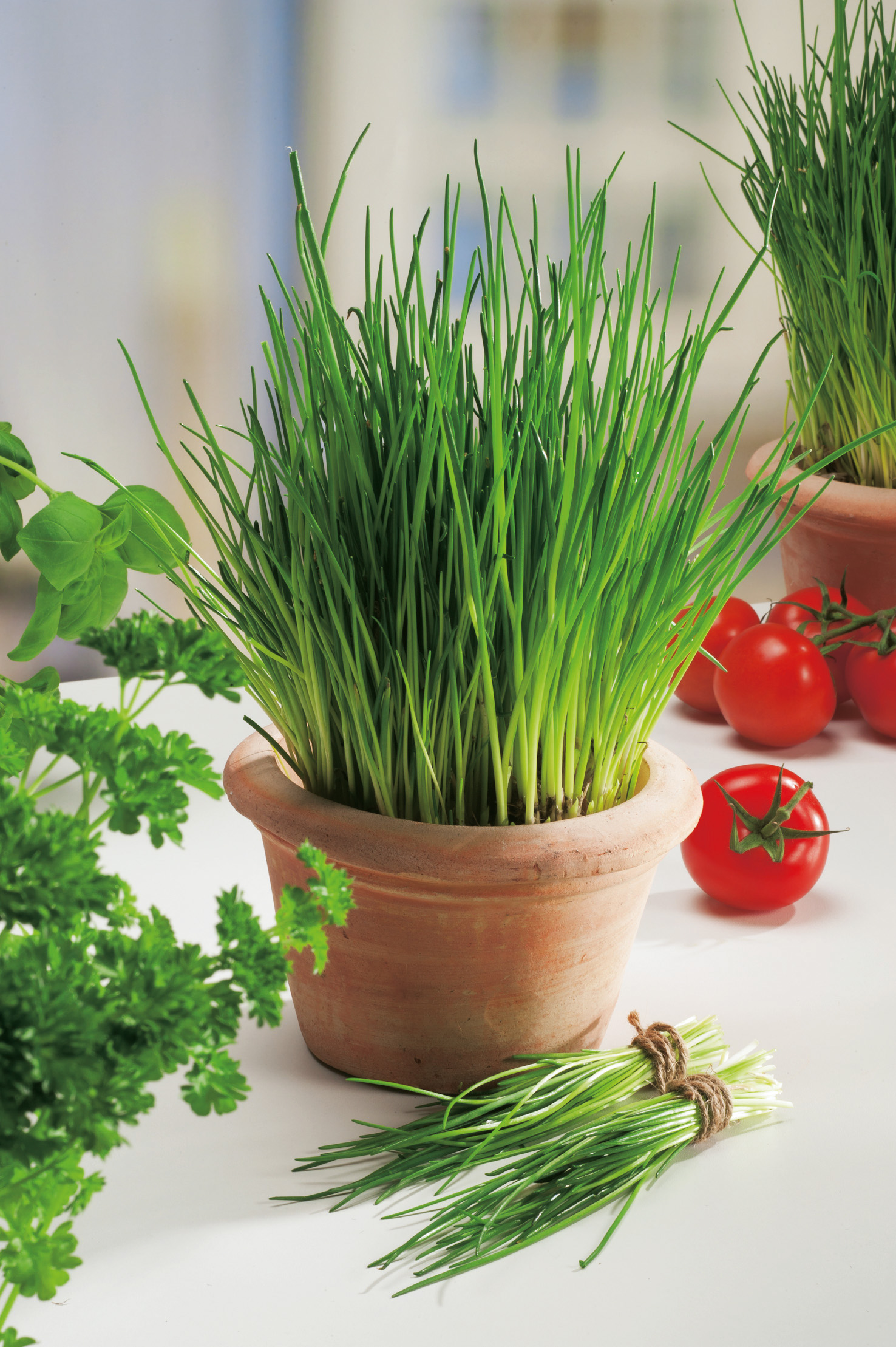 Bio-Schnittlauch mittelgrobröhrig im Tontopf auf der Fensterbank, frische grüne Halme als aromatisches Küchen- und Heilkraut von Samen-Fetzer