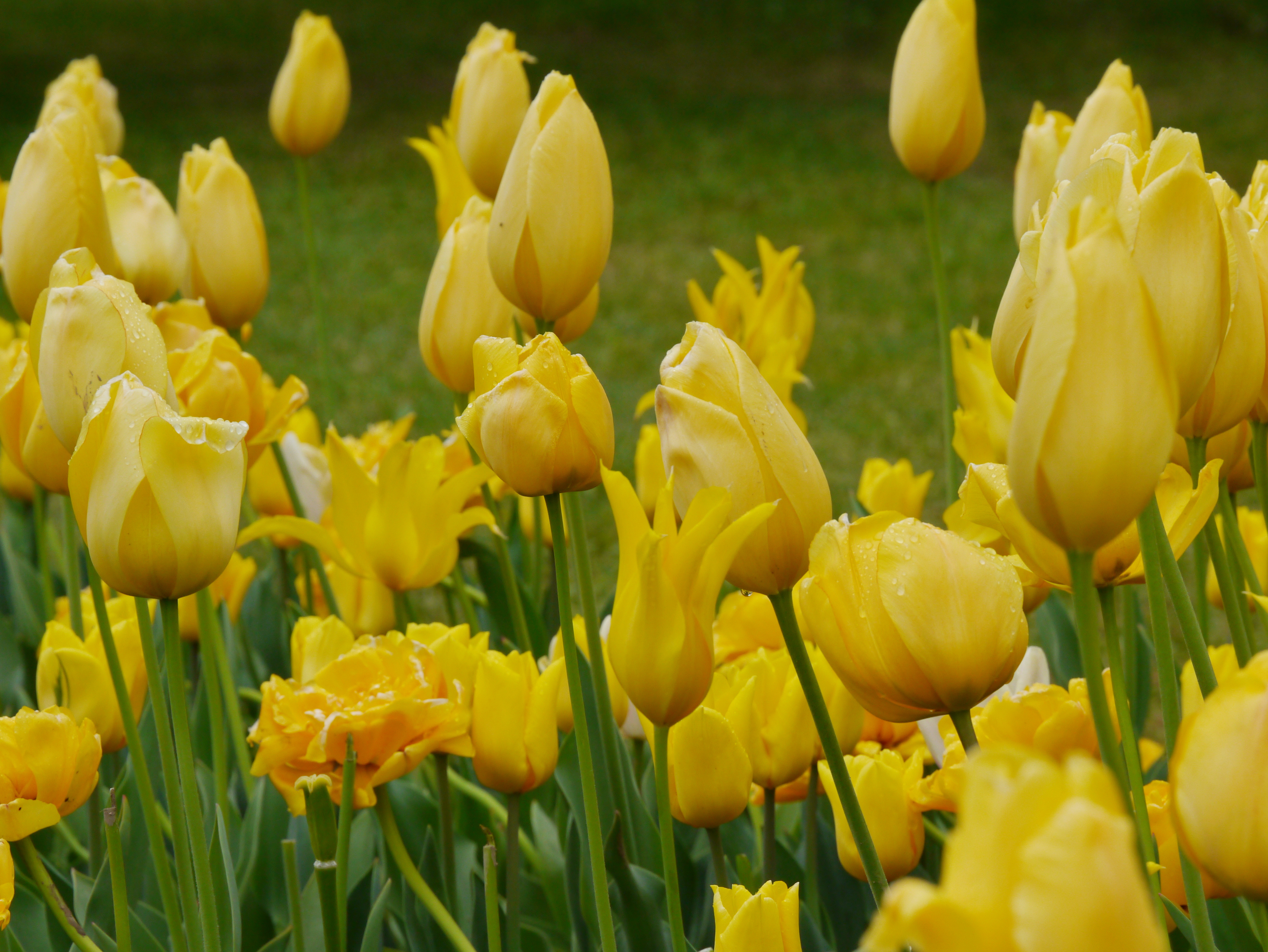 Nahaufnahme gelber Tulpen mit Wassertropfen im Blumenbeet, Frühlingsgarten