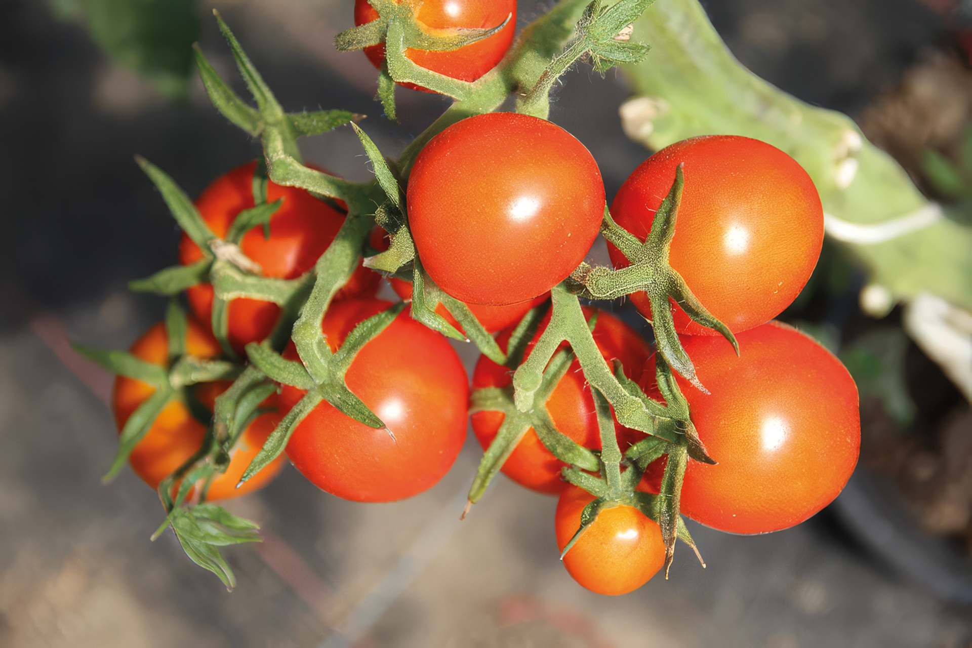 Cocktailtomate Austrian Mountain Cherry