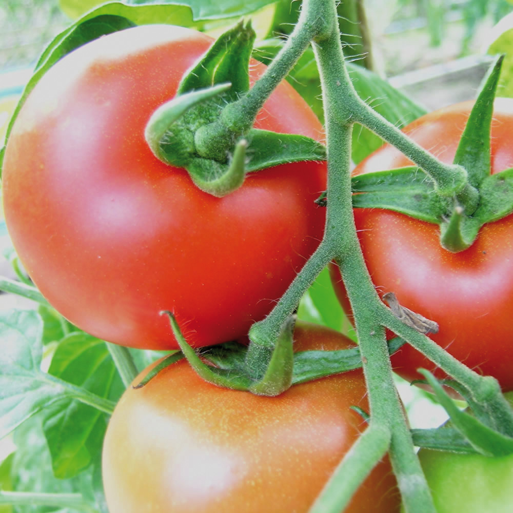 Nahaufnahme reifer roter Tomaten an der Rispe mit grünen Blättern und Stielen, frisch geerntet