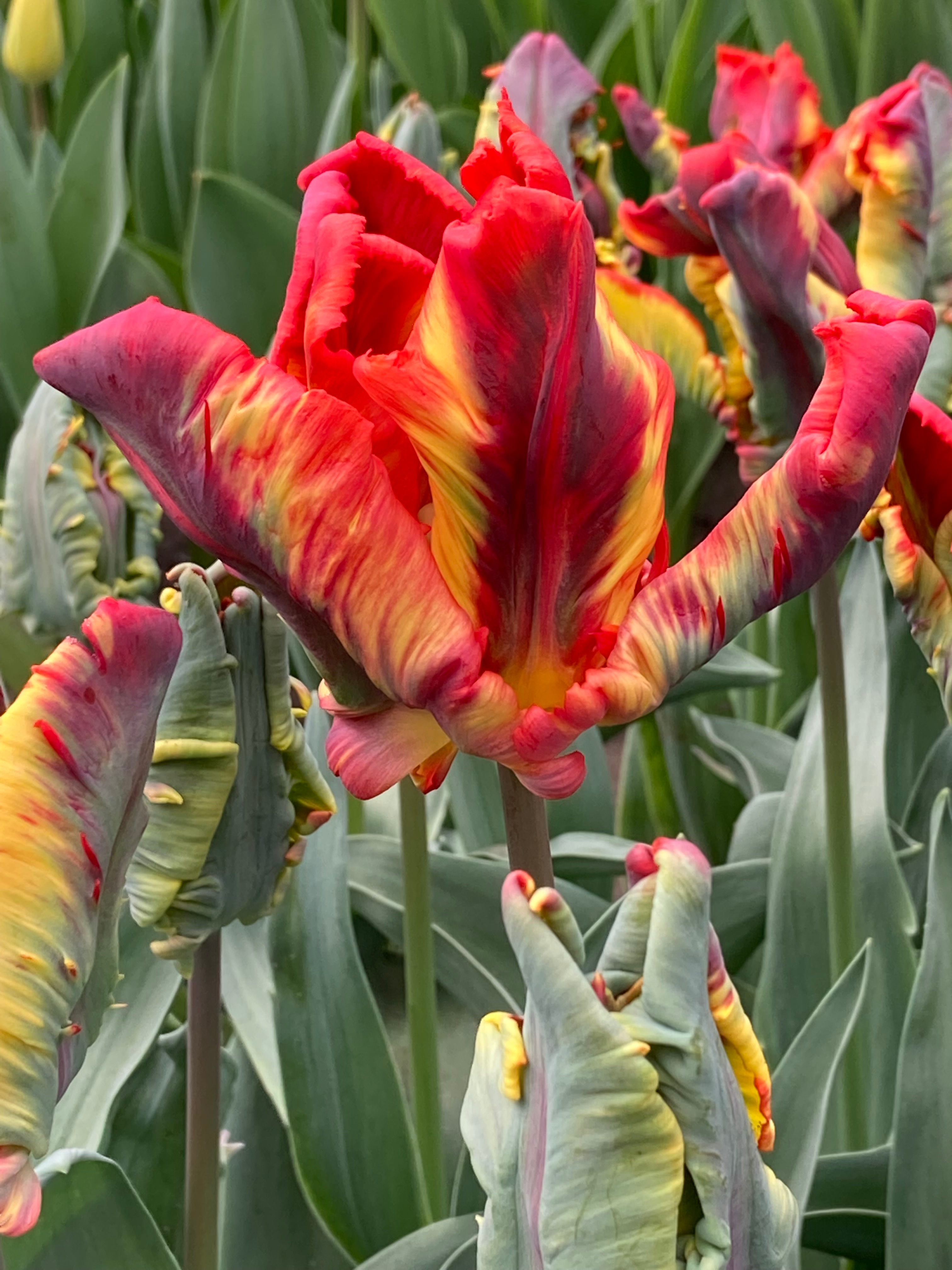 Papagei-Tulpen Rasta Parrot