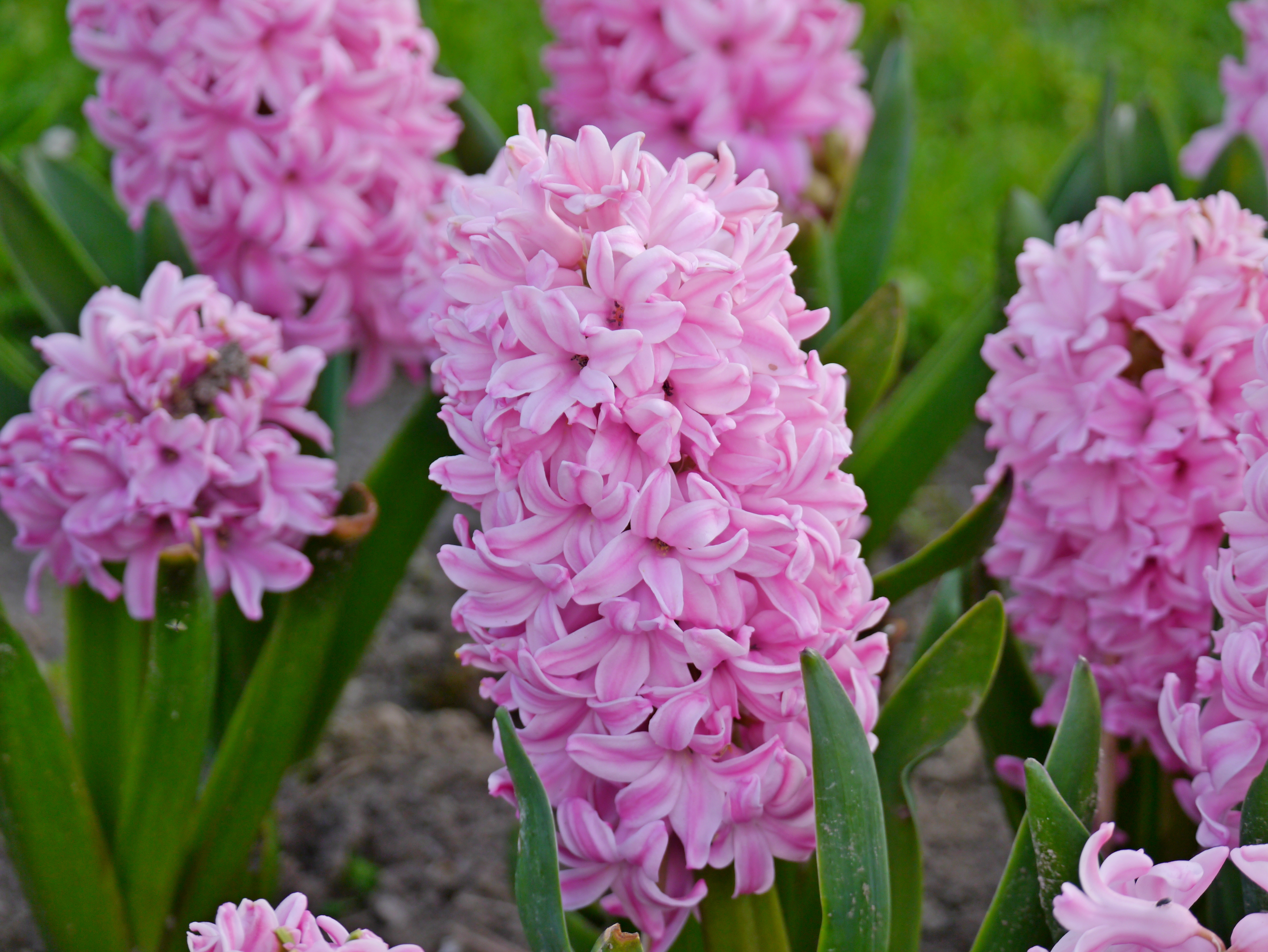 55065_Hyazinthen Pink Surprise Nahaufnahme von rosa Hyazinthen mit dichten Blütentrauben und breiten grünen Blättern im Gartenbeet