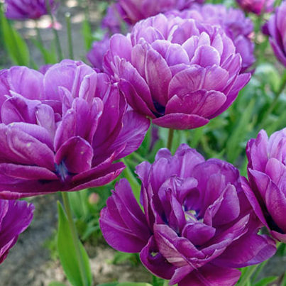 Nahaufnahme mehrerer gefüllter violett-lila Tulpen im Blumenbeet, grüne Stängel und Blätter im Hintergrund