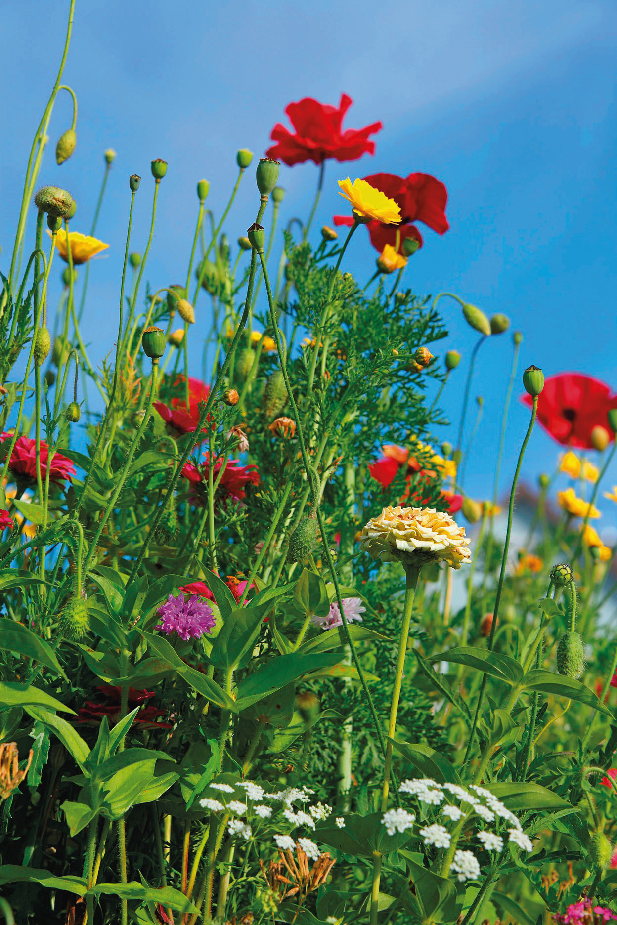 Nahaufnahme einer bunten Wildblumenwiese mit roten Mohnblumen, gelben und weißen Blüten, grünen Stängeln und blauem Himmel im Hintergrund