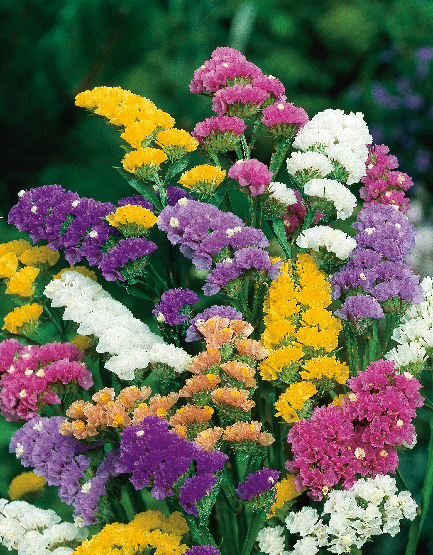 Nahaufnahme eines bunten Straußes Strandflieder (Statice) mit violetten, gelben, weißen, rosa und orangefarbenen Blüten vor grünem Hintergrund