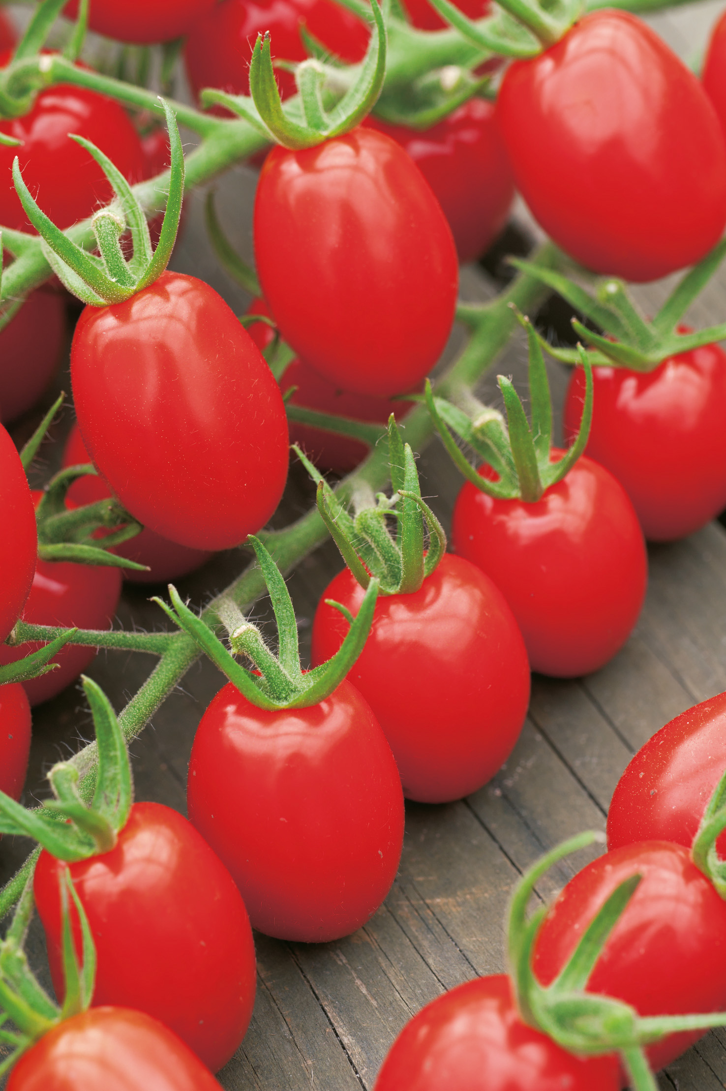 Nahaufnahme roter Cocktail- bzw. Cherry-Tomaten an der Rispe mit grünen Stielen, glänzende Schale, auf dunkelgrauem Holzuntergrund