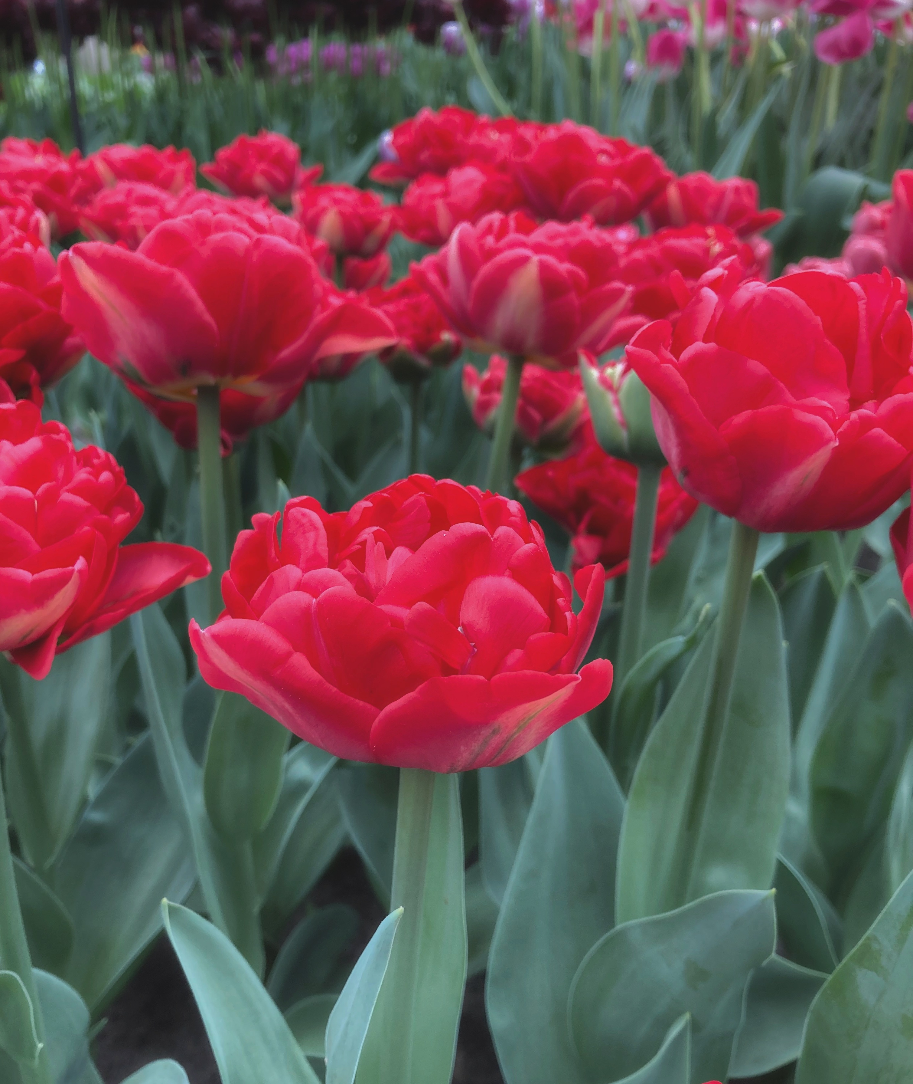 Nahaufnahme roter, gefüllter Tulpen (Pfingstrosentulpen) in einem Beet mit grünen Blättern und leicht unscharfem Hintergrund
