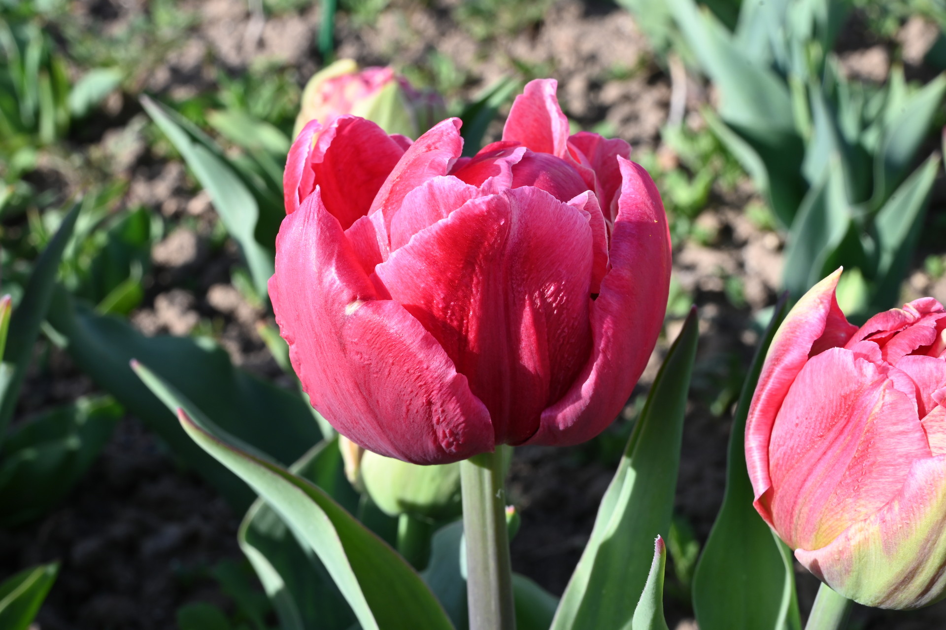 Nahaufnahme der gefüllten frühen Tulpe Verona Sunrise mit rosaroter, üppiger Blüte und grünem Laub im Beet
