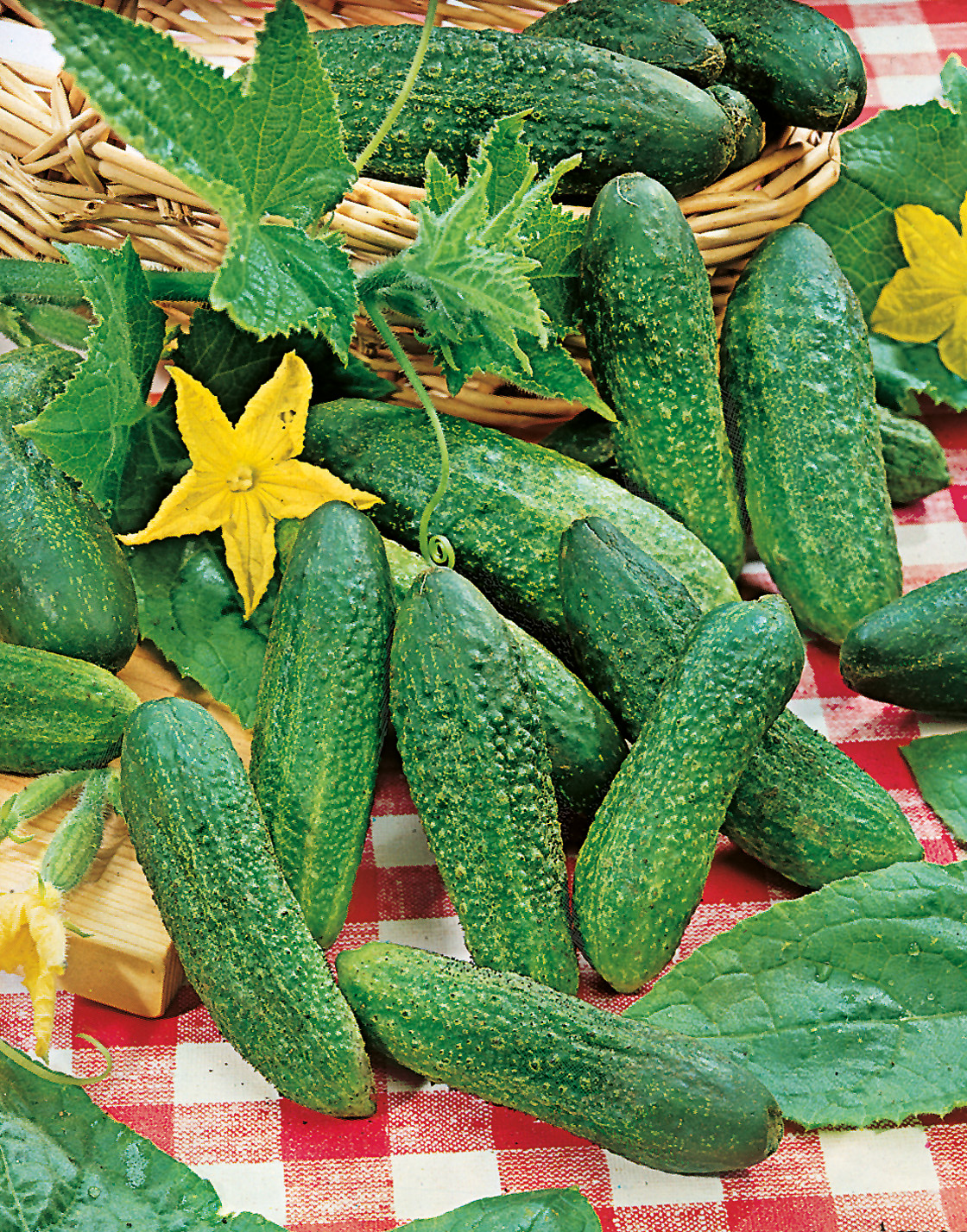 90670_Einlegegurken Vorgebirgstrauben Mehrere kleine grüne Einlegegurken liegen auf einem rot-weiß karierten Tuch, umgeben von Gurkenblättern, gelben Blüten und einem Weidenkorb