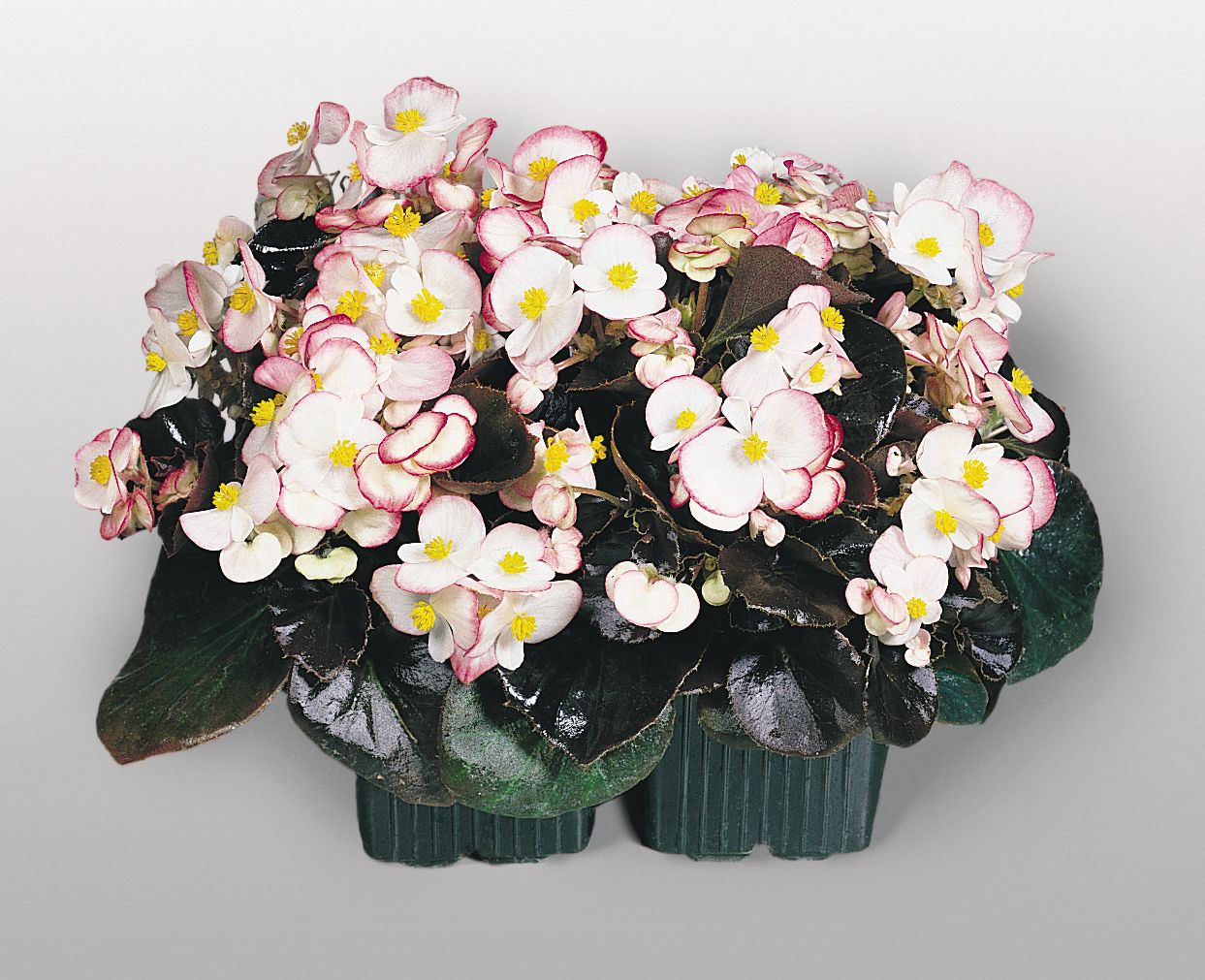Nahaufnahme von weiß-rosa Begonien mit gelben Blütenzentren und glänzenden dunkelgrünen Blättern in einem rechteckigen Kunststofftopf