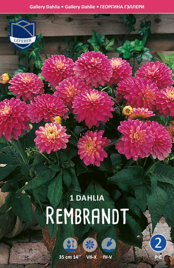 Produktbild: Verpackung einer Dahlienknolle 'Rembrandt' mit zahlreichen runden rosa-pinken Pomponblüten, gelblich-rosa Zentren und dunkelgrünem Laub; Etikett mit Pflanzhinweisen und Symbolen vor Holzzaun