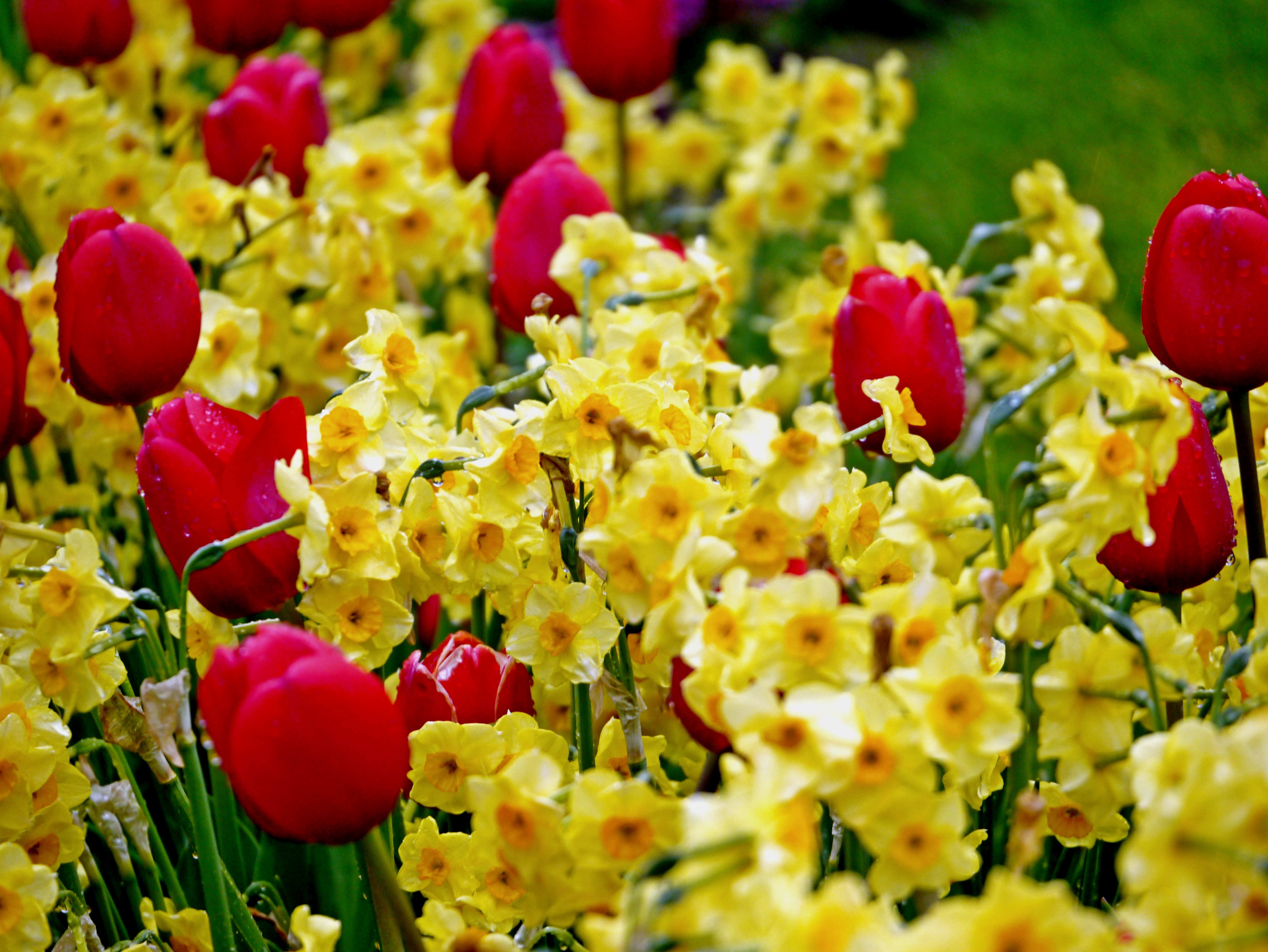 51009_Emilia-Luise_1 Nahaufnahme von roten Tulpen zwischen gelben Narzissen mit Tautropfen im Frühjahrsbeet