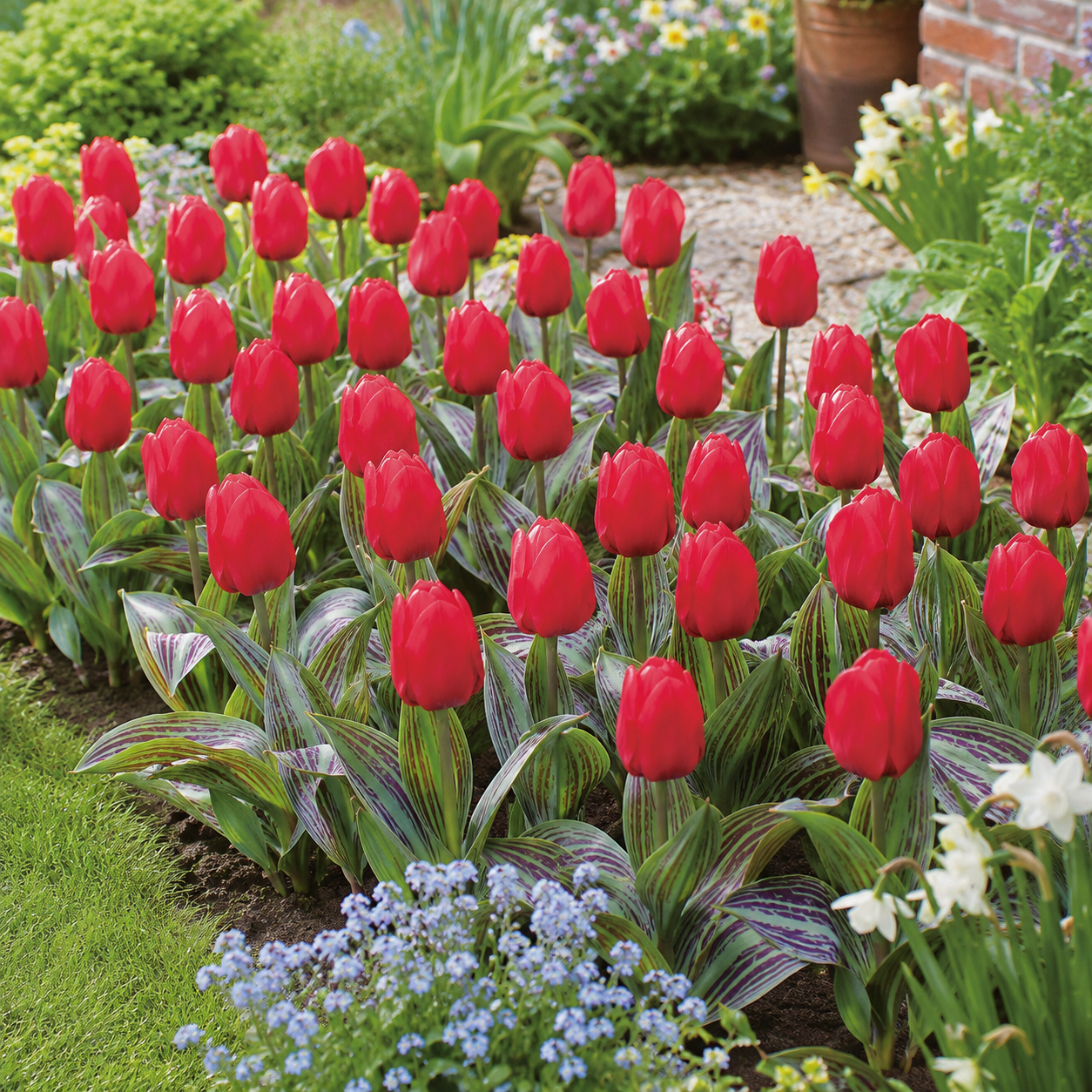Greigii-Tulpen Julius Caesar