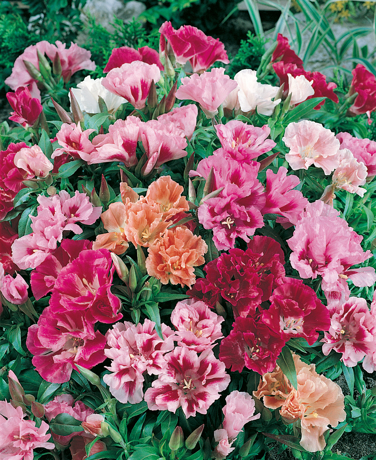 Eine bunte Mischung aus rosa, roten und weißen Blumen im Garten, ideal für die Verschönerung von Strukturen.