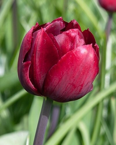 Nahaufnahme einer dunkelroten Tulpenblüte mit glänzenden Blütenblättern und grünem Blattwerk im Hintergrund