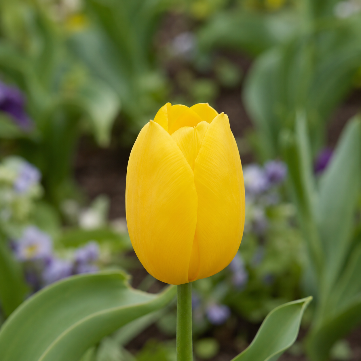 Einfache späte Tulpen Big Smile