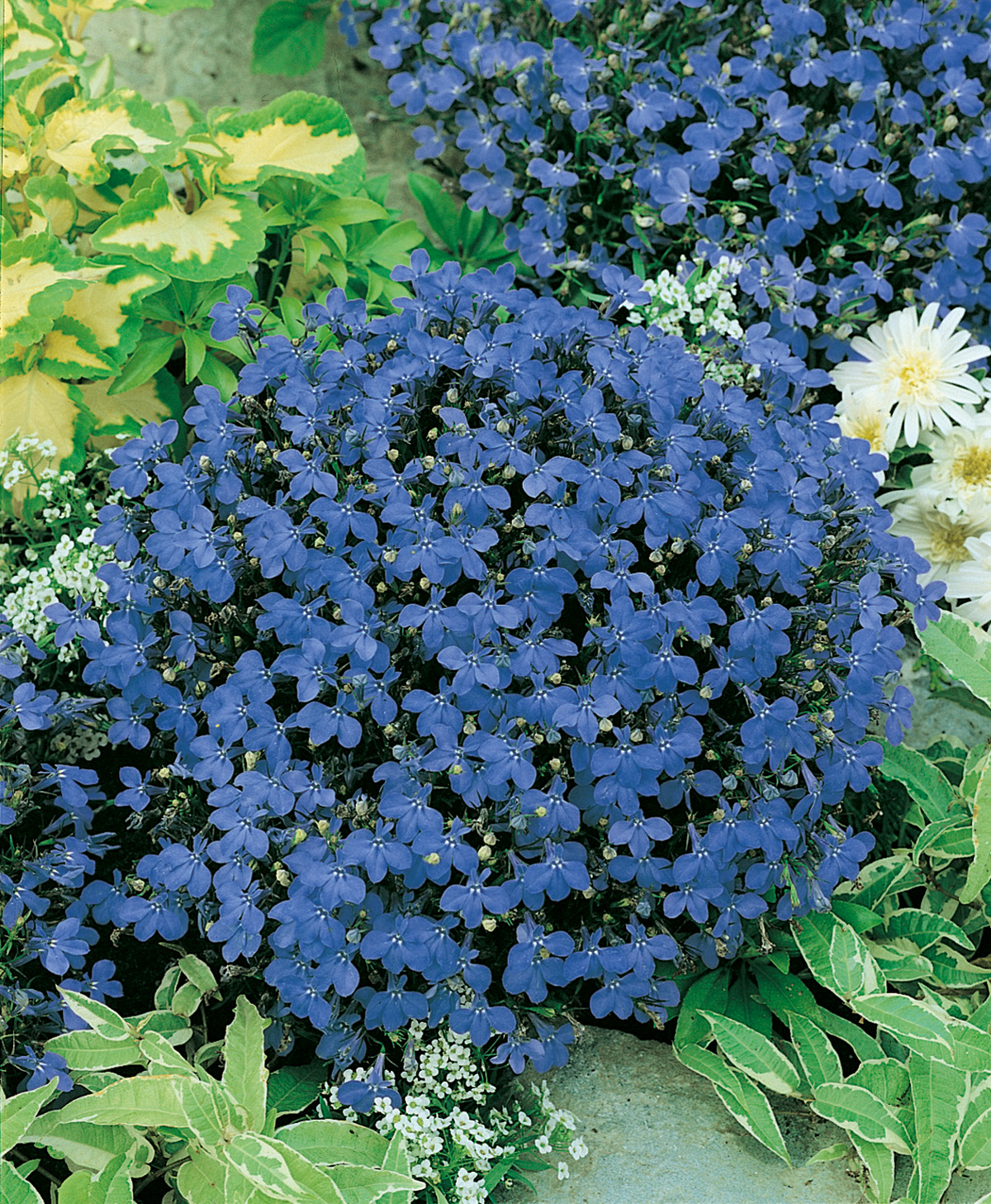 Nahaufnahme einer kompakten Bodendecker-Lobelie mit zahlreichen intensiv blauen fünfblättrigen Blüten, umrahmt von gelb-grün gefleckten Blättern und kleinen weißen Begleitblüten