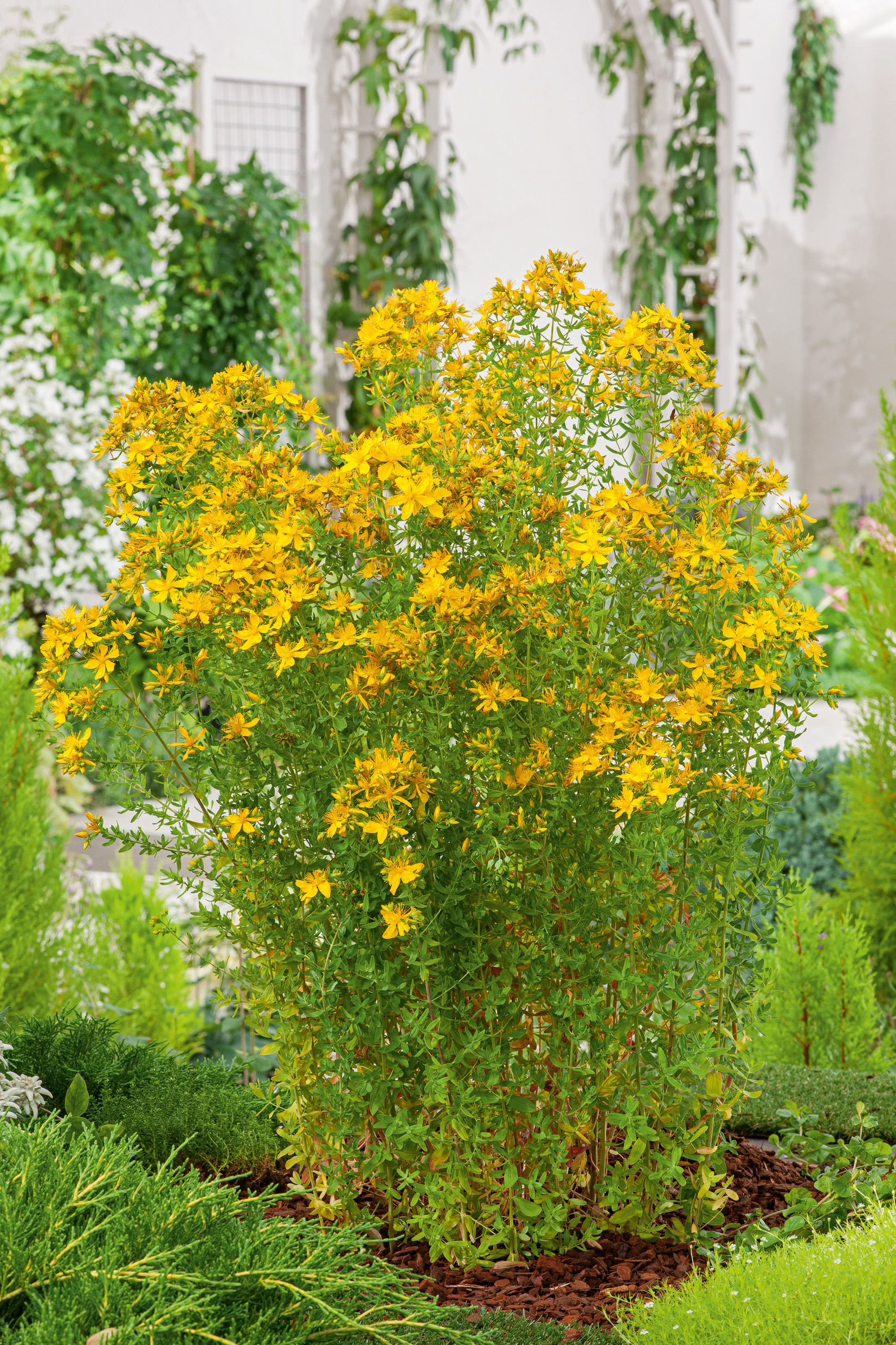 Nahaufnahme eines gelb blühenden Strauchs mit zahlreichen kleinen sternförmigen Blüten in einem Gartenbeet, umgeben von grünen Bodendeckern und Rindenmulch
