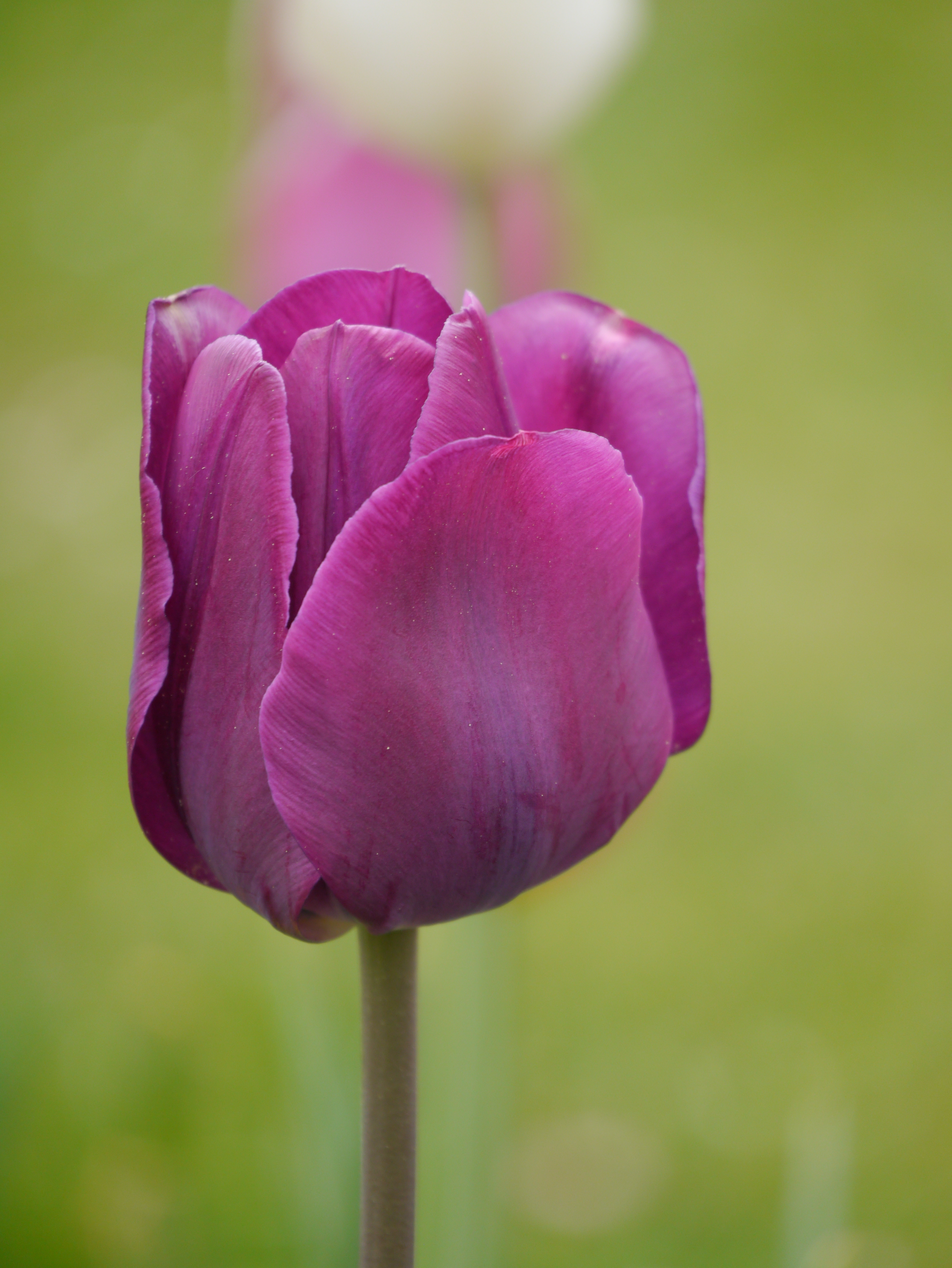 Triumph-Tulpe Passionale Nahaufnahme einer lila Tulpenblüte vor unscharfem grünem Hintergrund