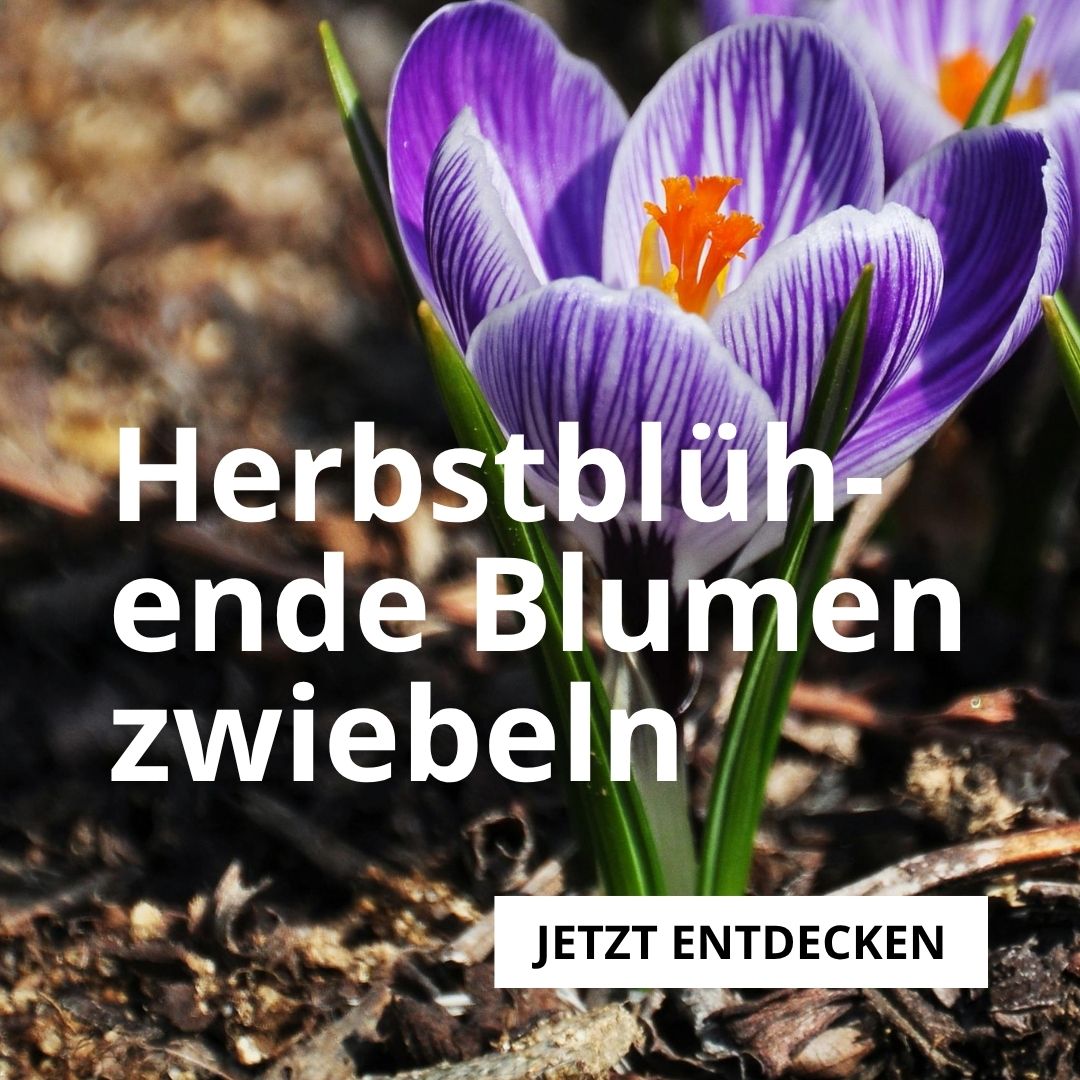 Herbstblühende Blumenzwiebeln