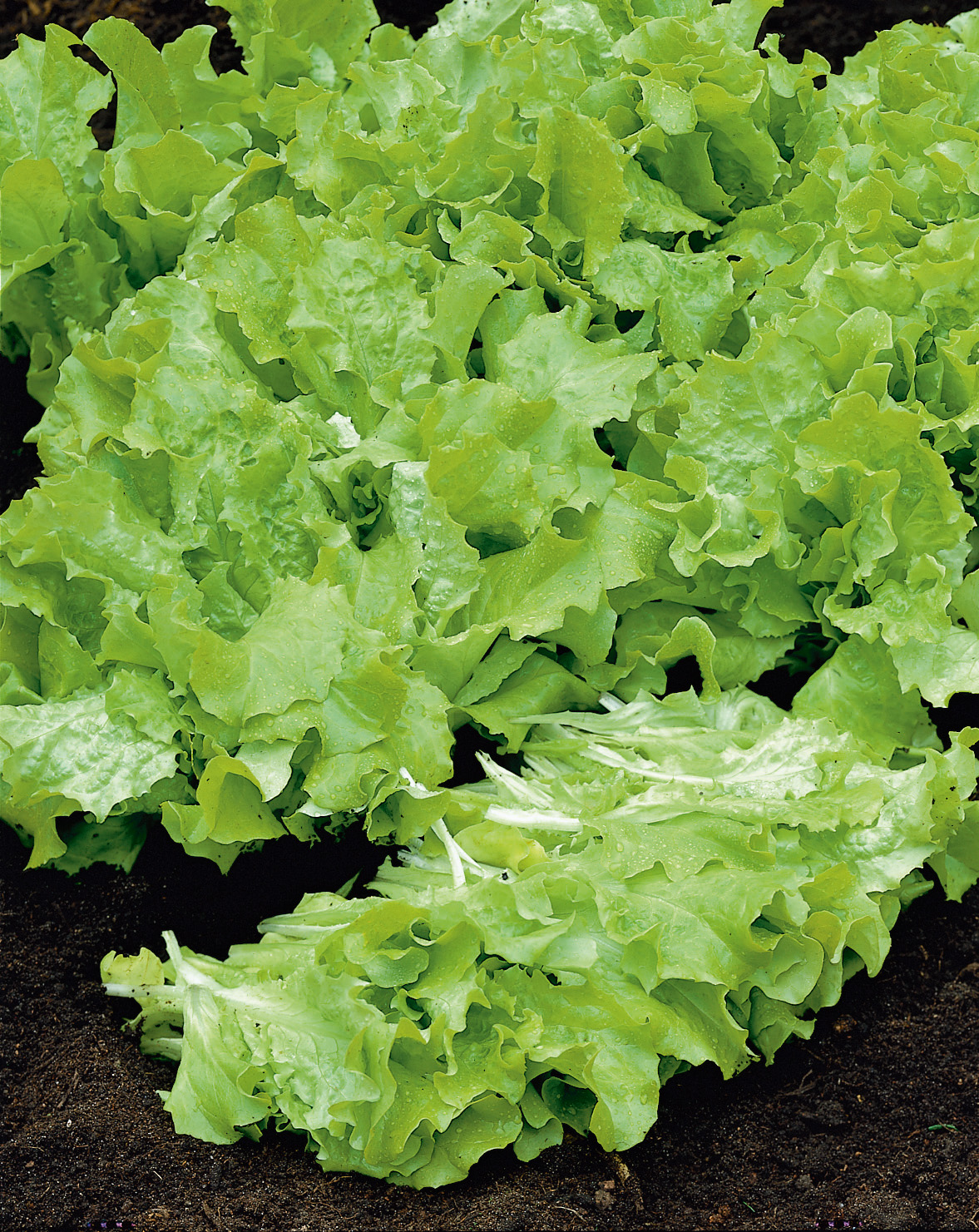 Nahaufnahme von frischem grünem Blattsalat mit zarten, gewellten Blättern und Wassertropfen auf dunkler Erde